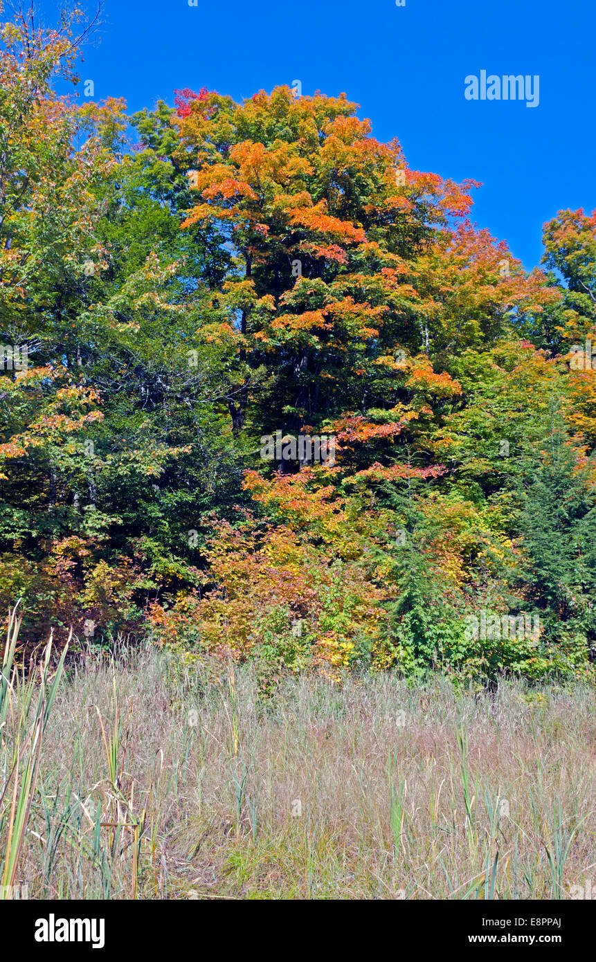 Beautiful autumn fall forest scene with vibrant colors. Gatineau Park, Quebec. Stock Photo