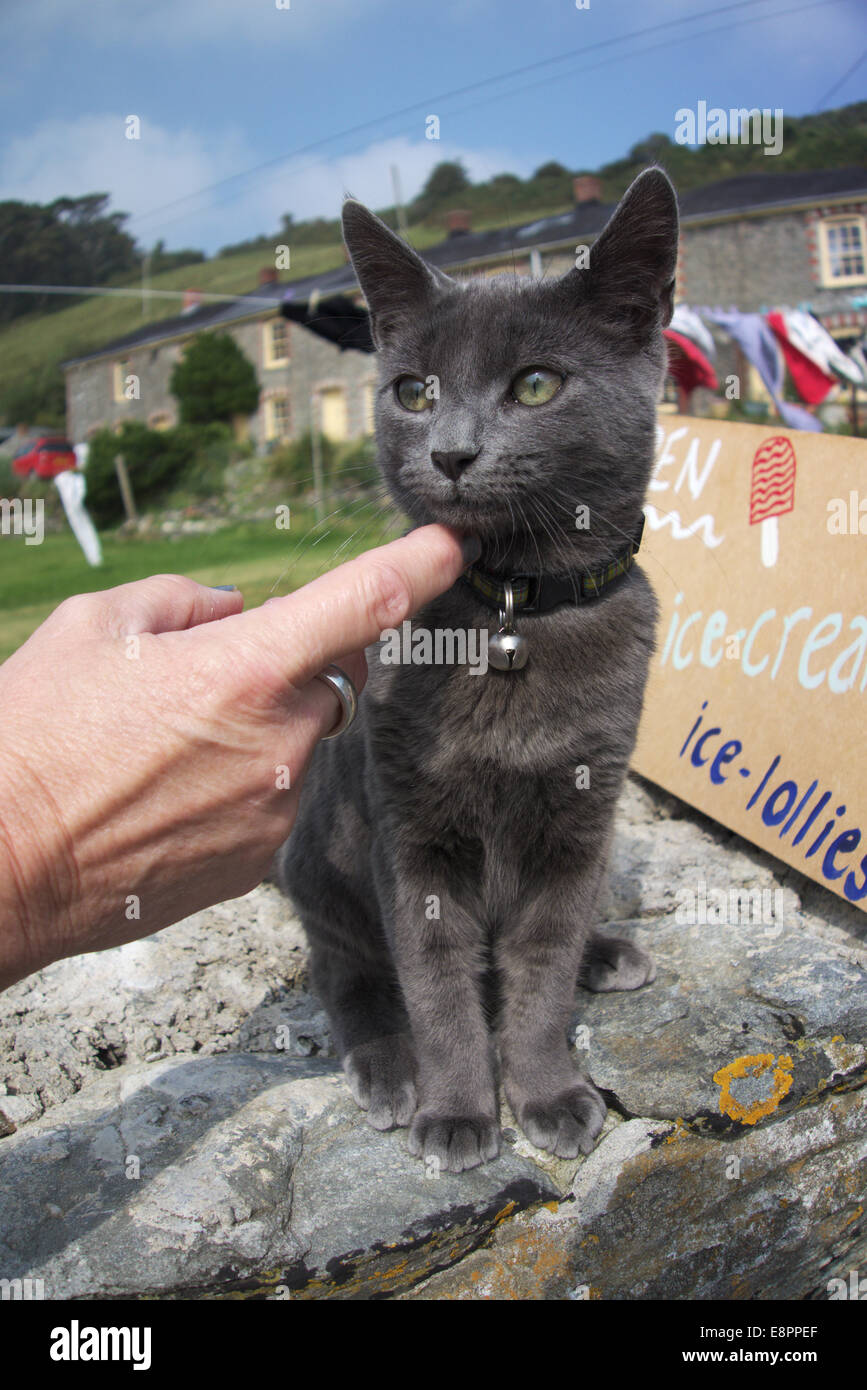 A Young Grey Cat Being tickled Under The Chin Stock Photo Alamy
