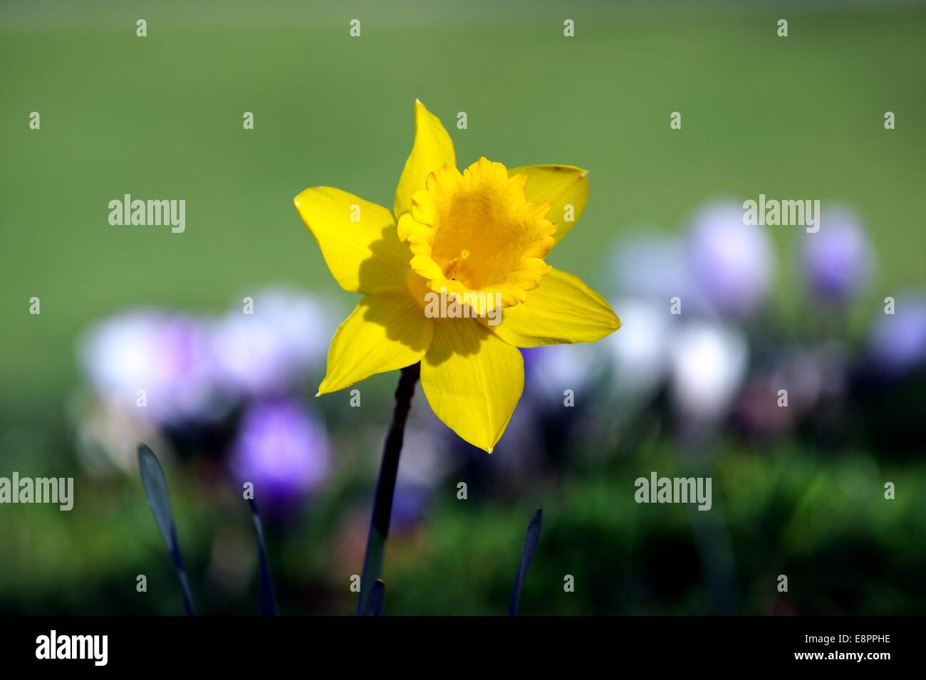Spring flowers in bloom Stock Photo - Alamy