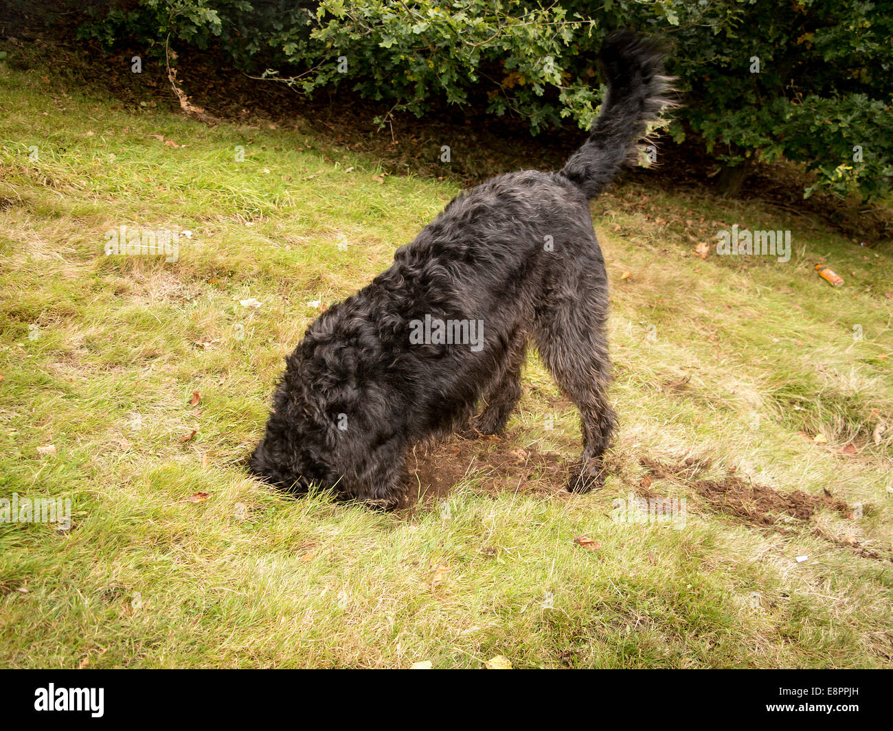 large black labradoodle