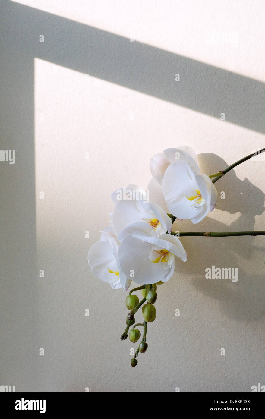 Orchid set against cream background with graphic angular shadows Stock ...