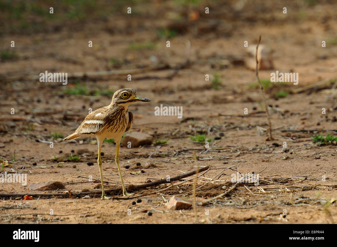 Occhione, Eurasian thick-knee,  Burhinus oedicnemus, Burhinidae, Rathambore National Park, India, Asia Stock Photo