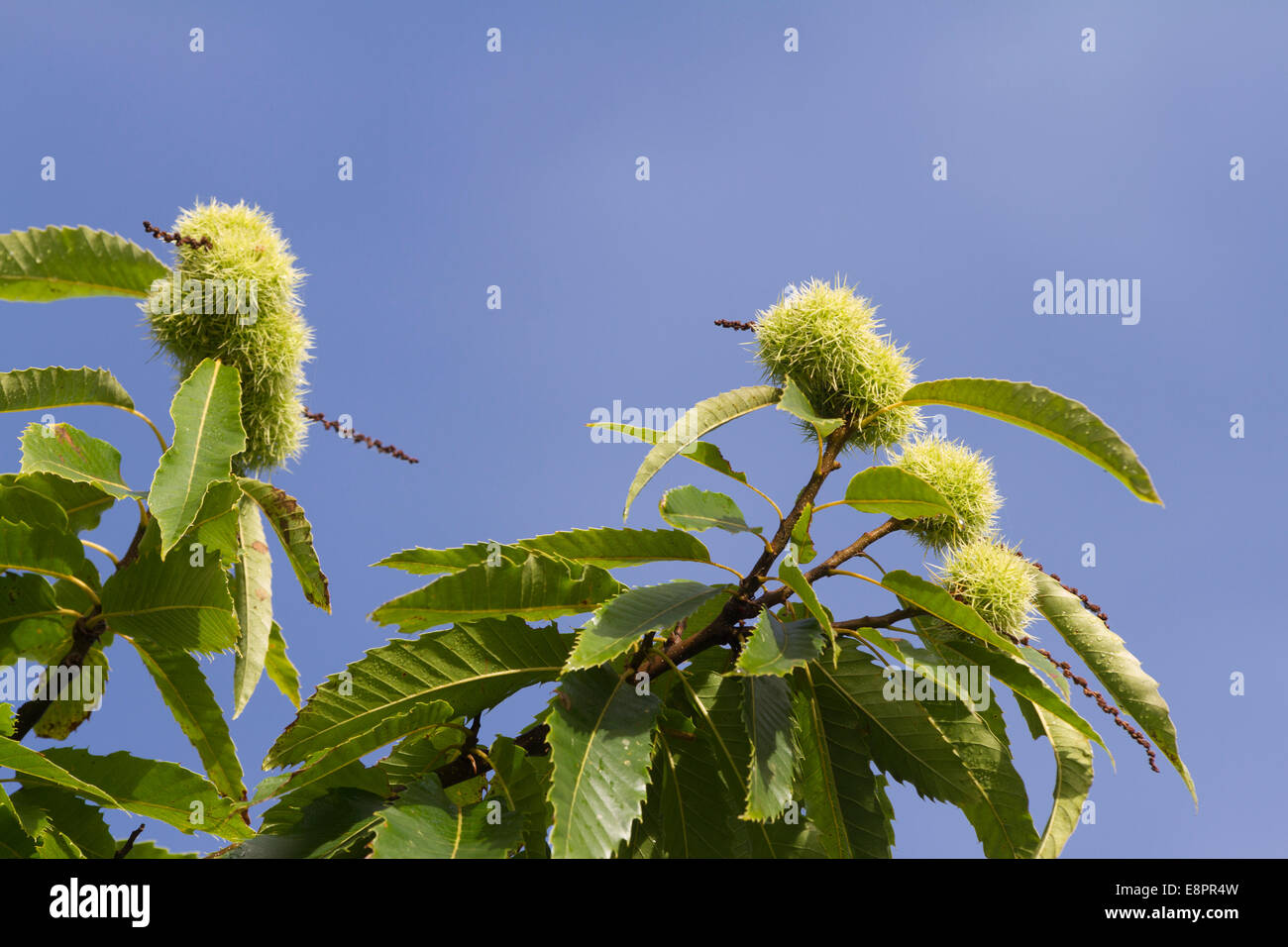Spiky fruit hi-res stock photography and images - Alamy