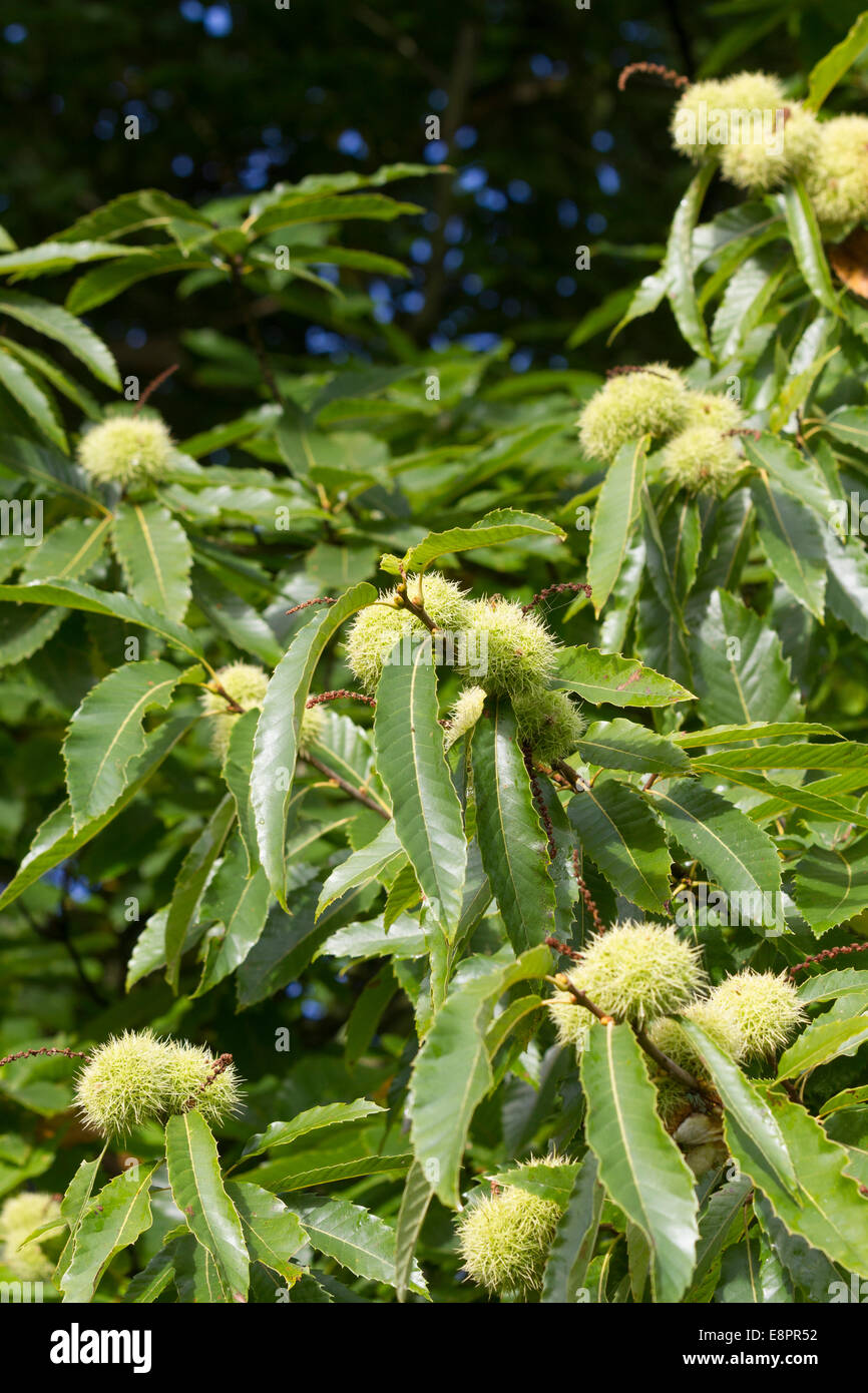 Sweet Chestnut tree - mature green fruit husks and leaves -  Studley Royal Park, Ripon, North Yorkshire, UK Stock Photo