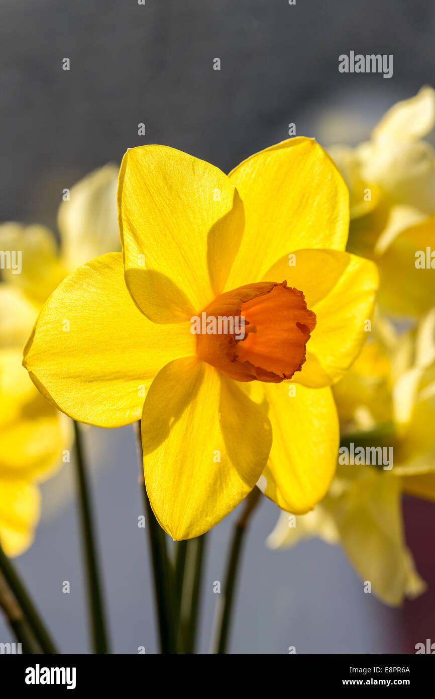 Daffodil flower, Wales, UK Stock Photo