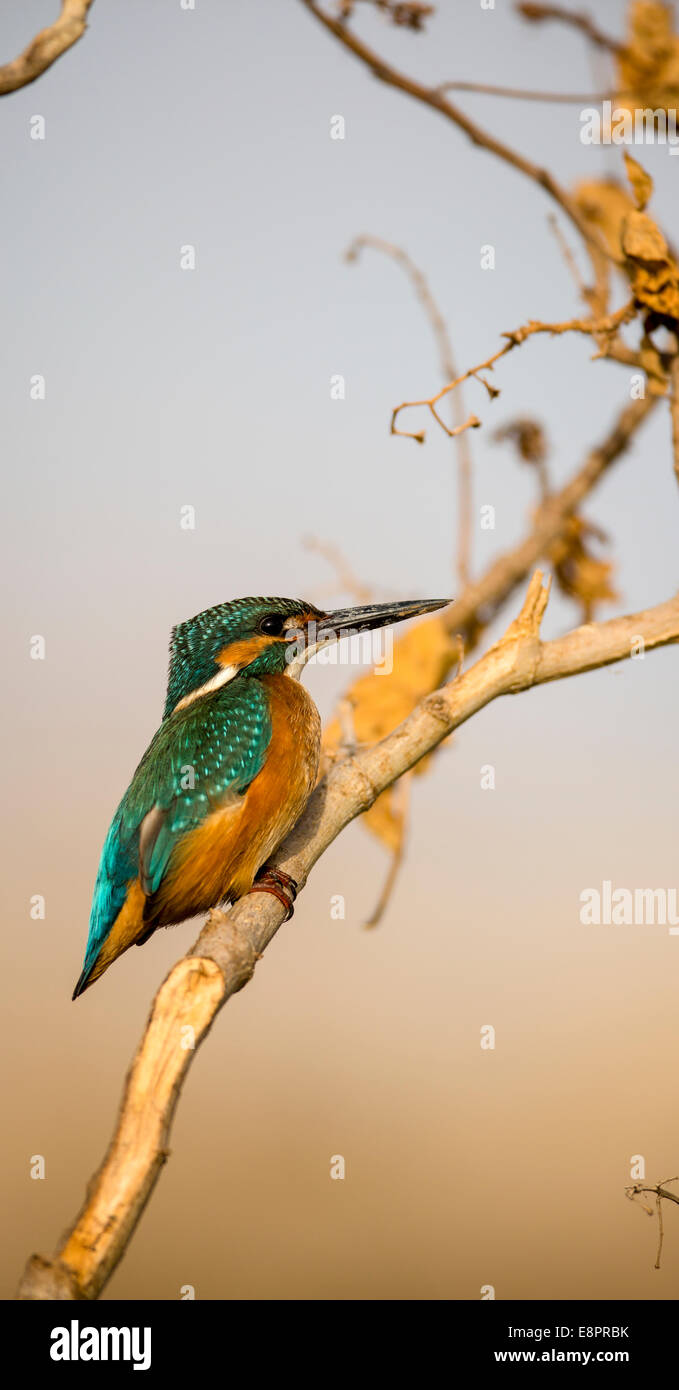 Common Kingfisher (Alcedo atthis), AKA Eurasian Kingfisher or River Kingfisher. This colourful bird is found throughout Eurasia Stock Photo