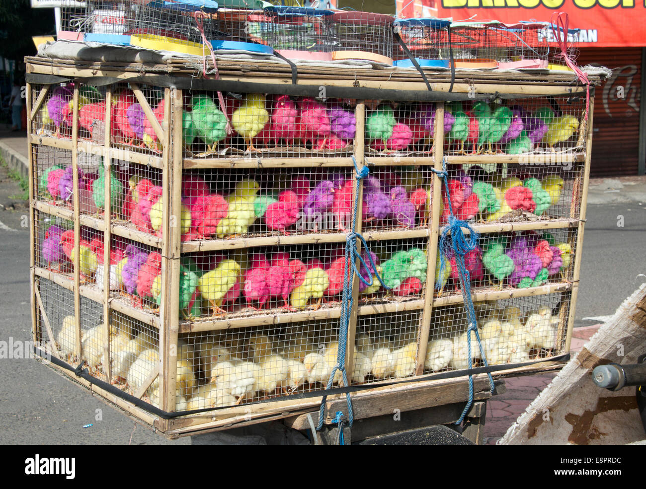 Coloured chickens Ubud Bali Indonesia Stock Photo