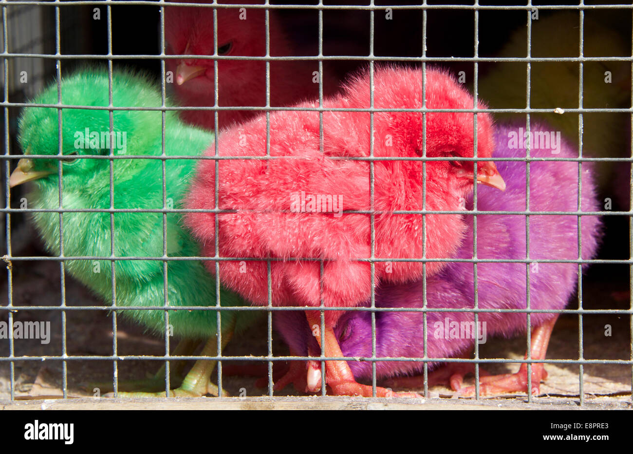 Three coloured chickens Ubud Bali Indonesia Stock Photo