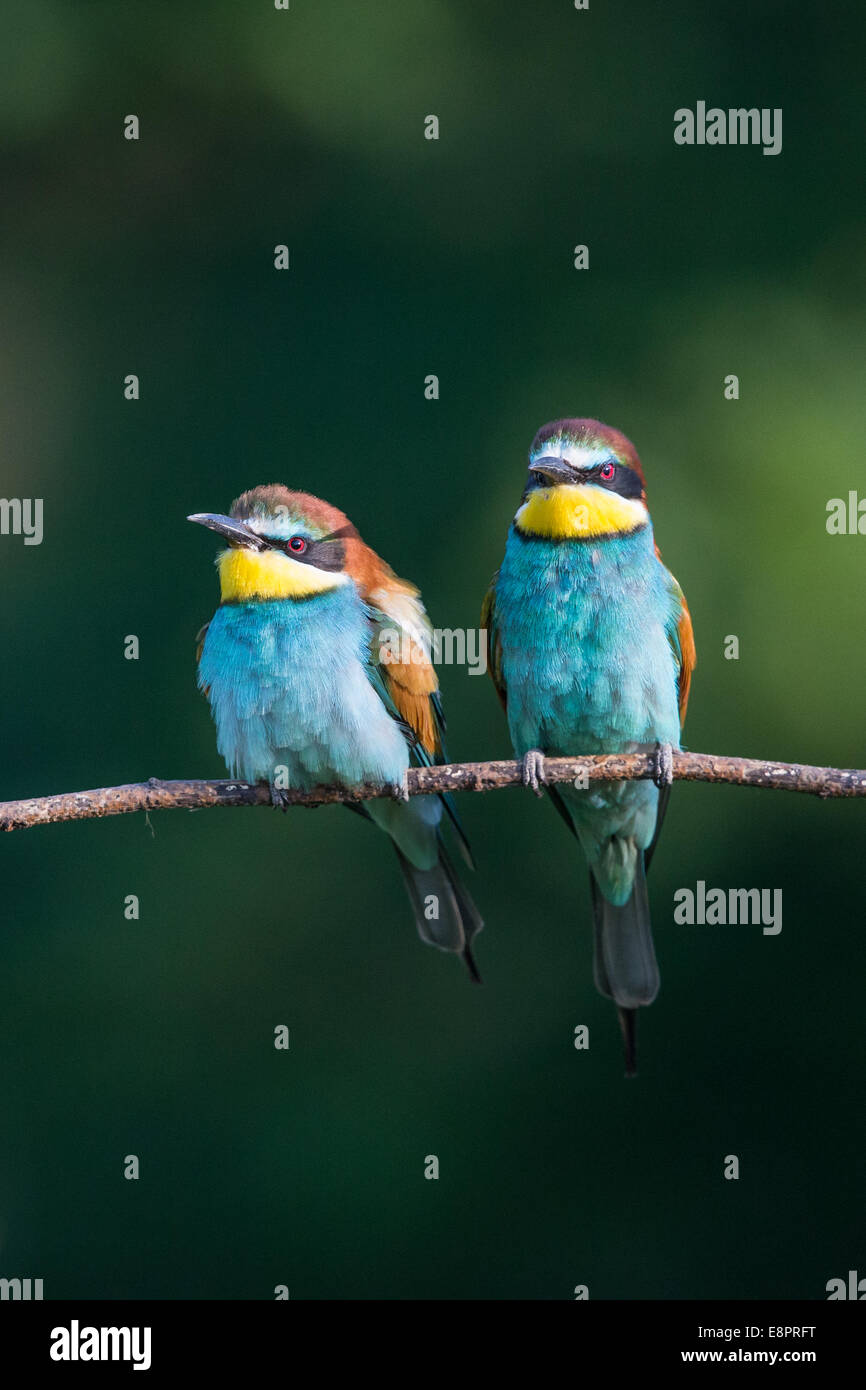 Two European Bee-eaters (Merops apiaster) perching on a branch Stock Photo