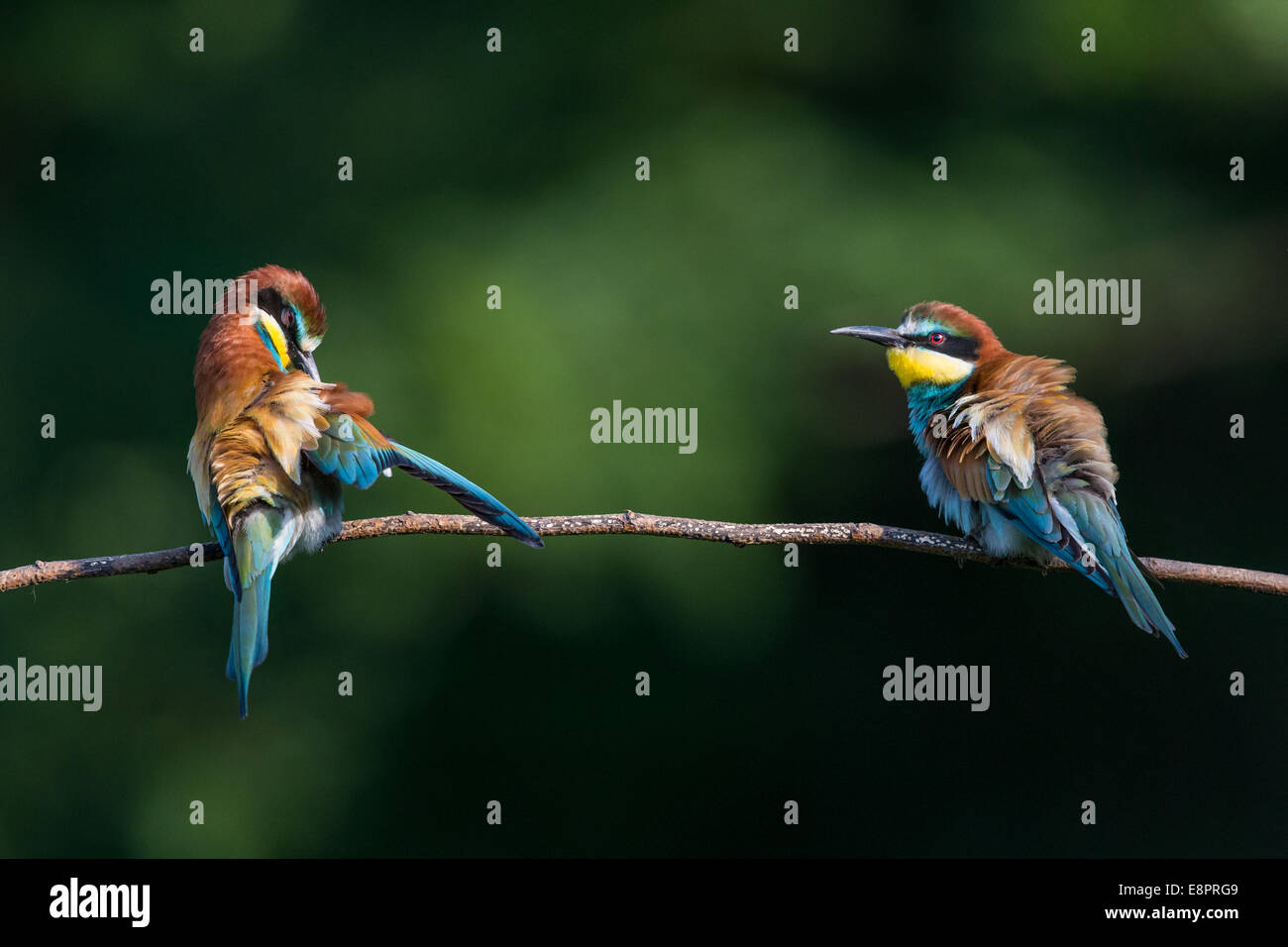 Two European Bee-eaters (Merops apiaster) preening on a branch Stock Photo