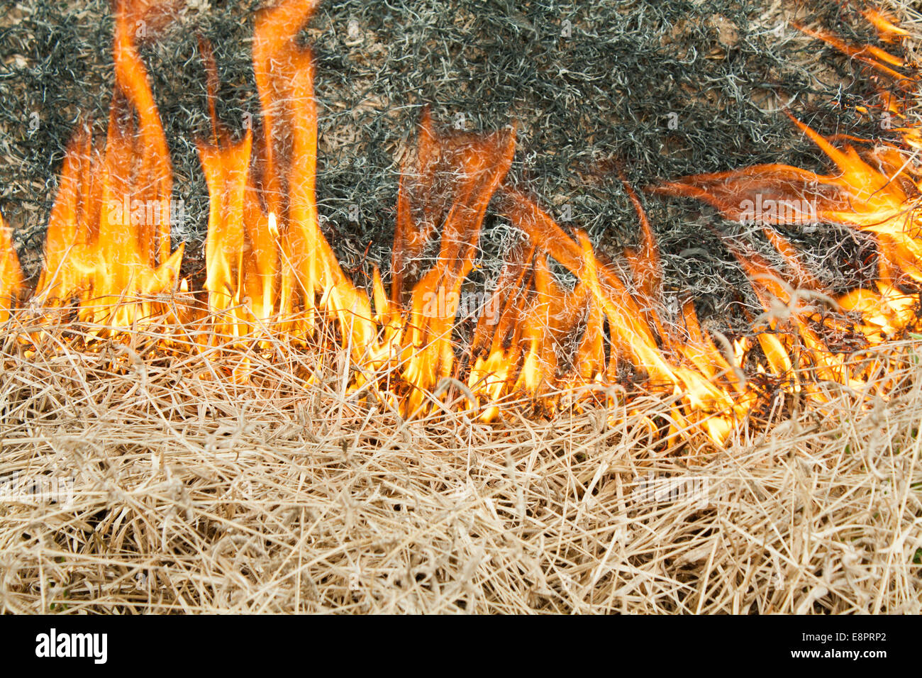 Burning grass is a solution to destroy it Stock Photo Alamy