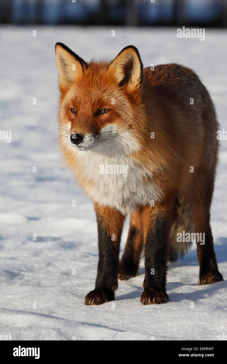 Portrait of a  red fox (Vulpes vulpes) on a sunny winter day. Stock Photo