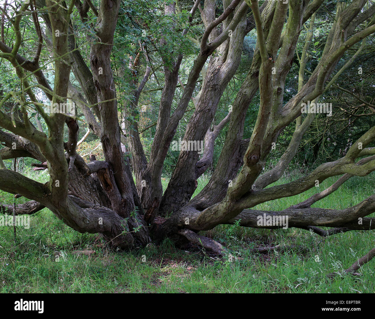 Branches everywhere, a multiple branched tree bole, Holkham, Norfolk