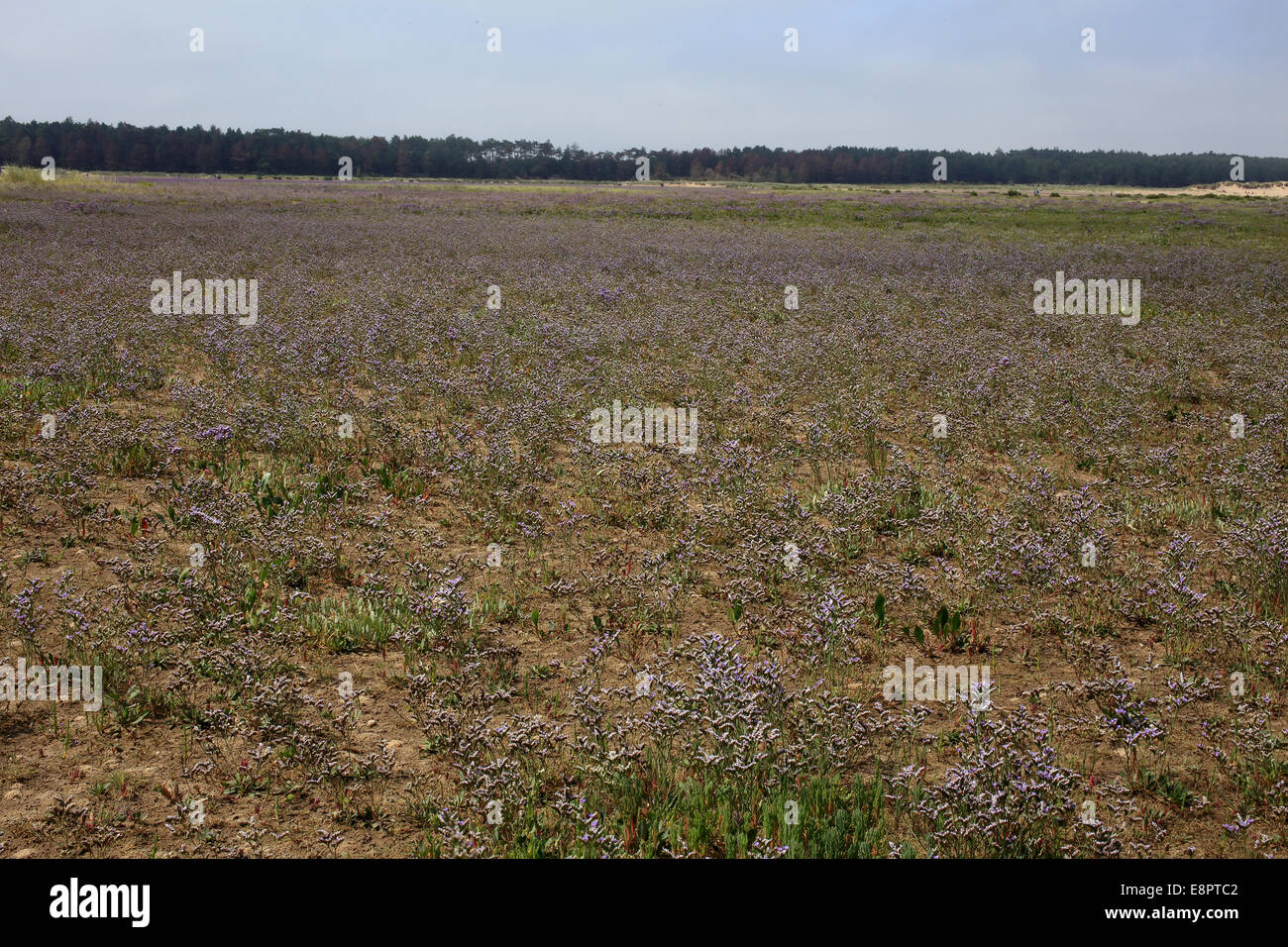 Common Sea-lavender in flower across the salt marsh at Holkham Gap, Norfolk, England, UK. Stock Photo