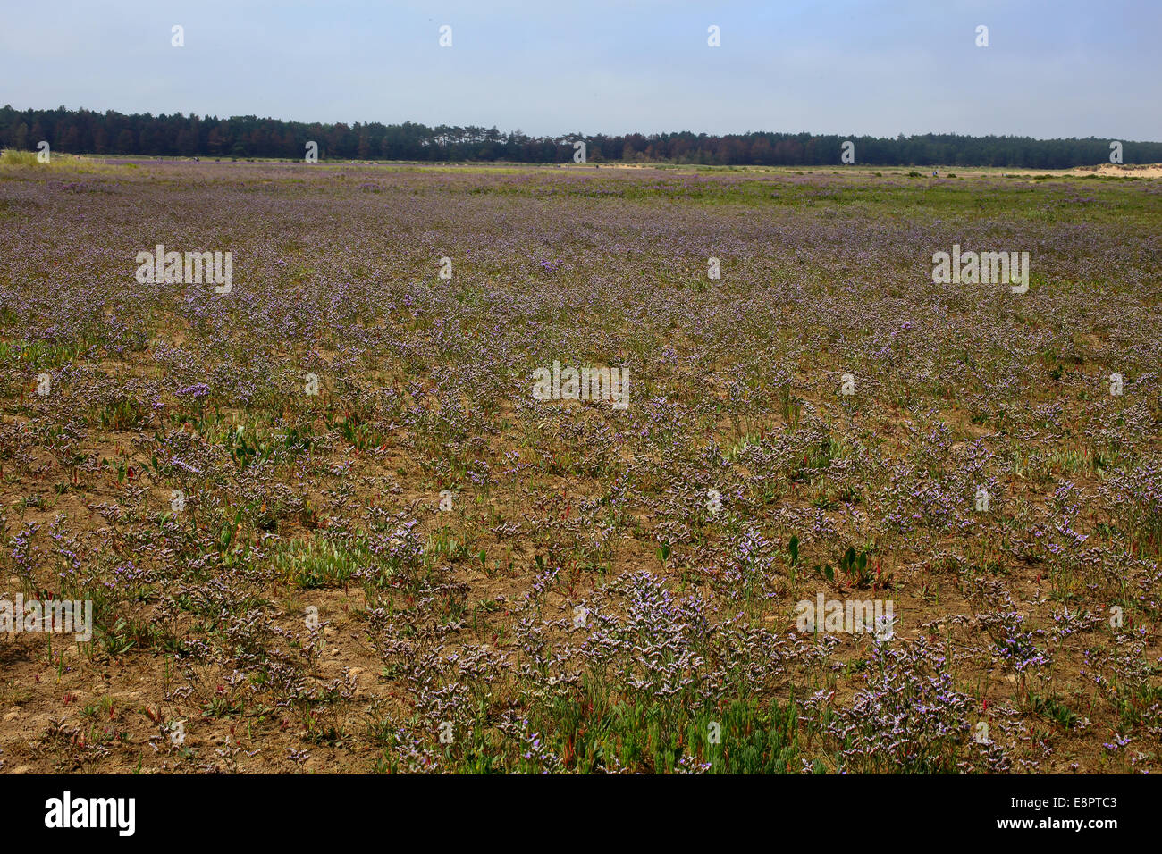 Common Sea-lavender in flower across the salt marsh at Holkham Gap, Norfolk, England, UK. Stock Photo