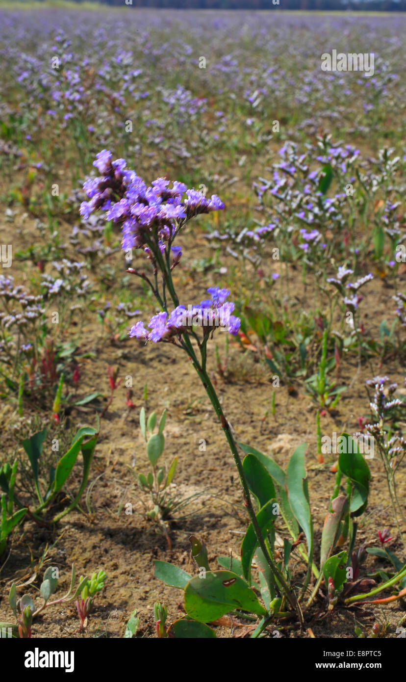 Common Sea-lavender in flower on the salt marsh at Holkham Gap, Norfolk, England, UK. Stock Photo