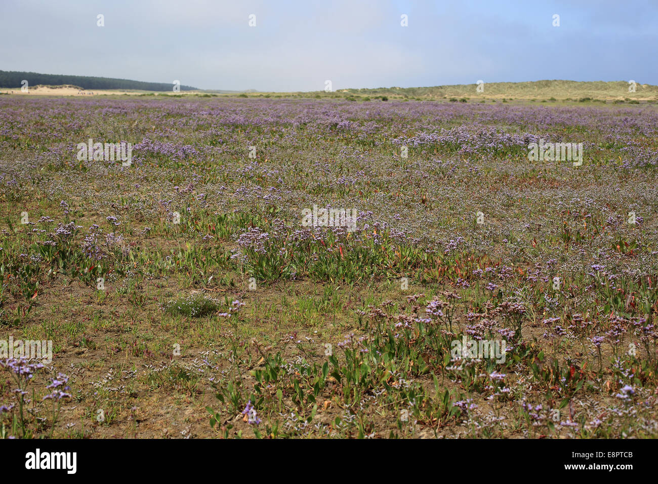Common Sea-lavendar in flower across the salt marsh at Holkham Gap, Norfolk, England, UK. Stock Photo
