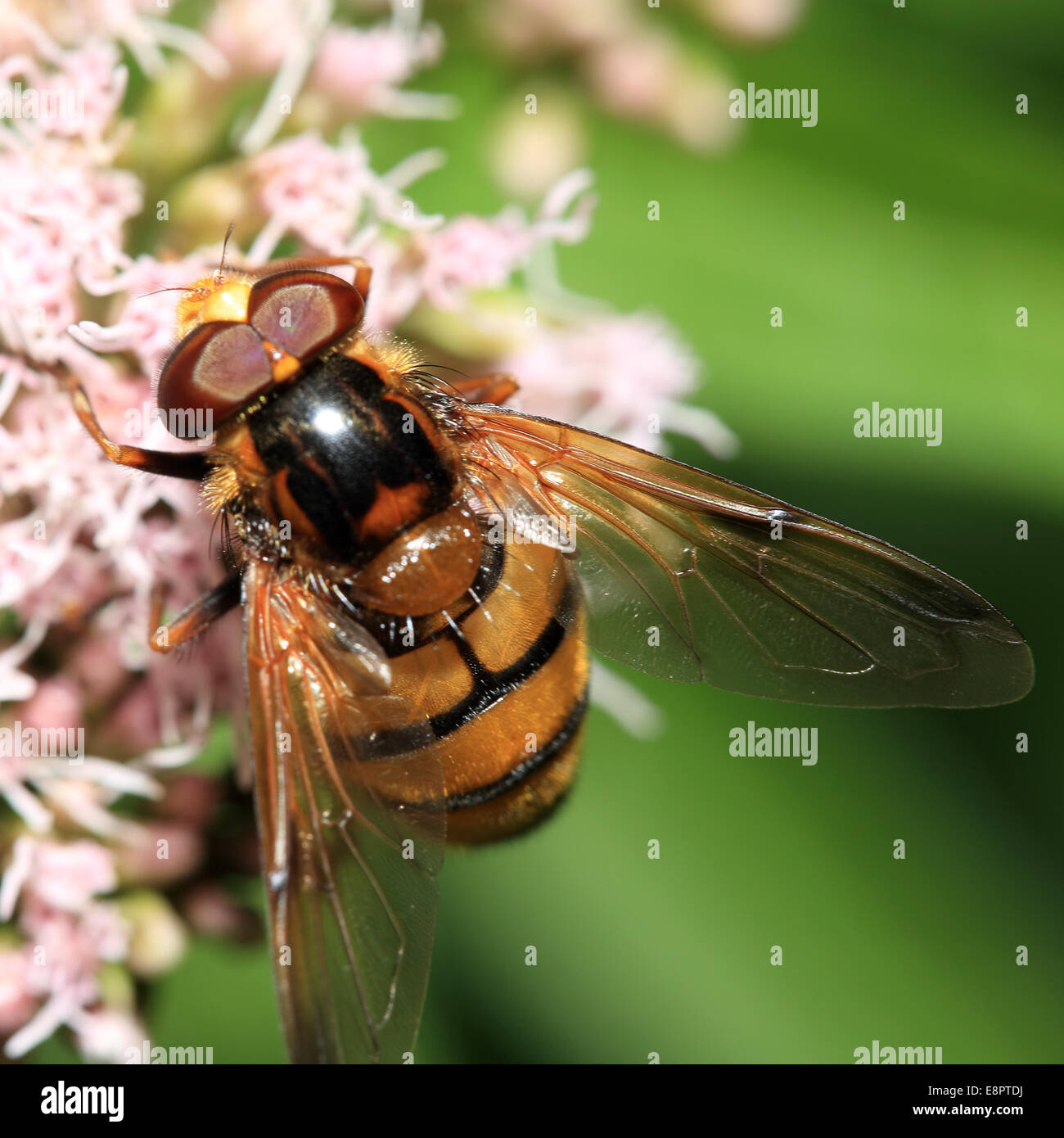 A male Hornet-mimic hoverfly, Volucella inanis, feeding on Hemp-agrimony, Cambridge, England, UK. Stock Photo