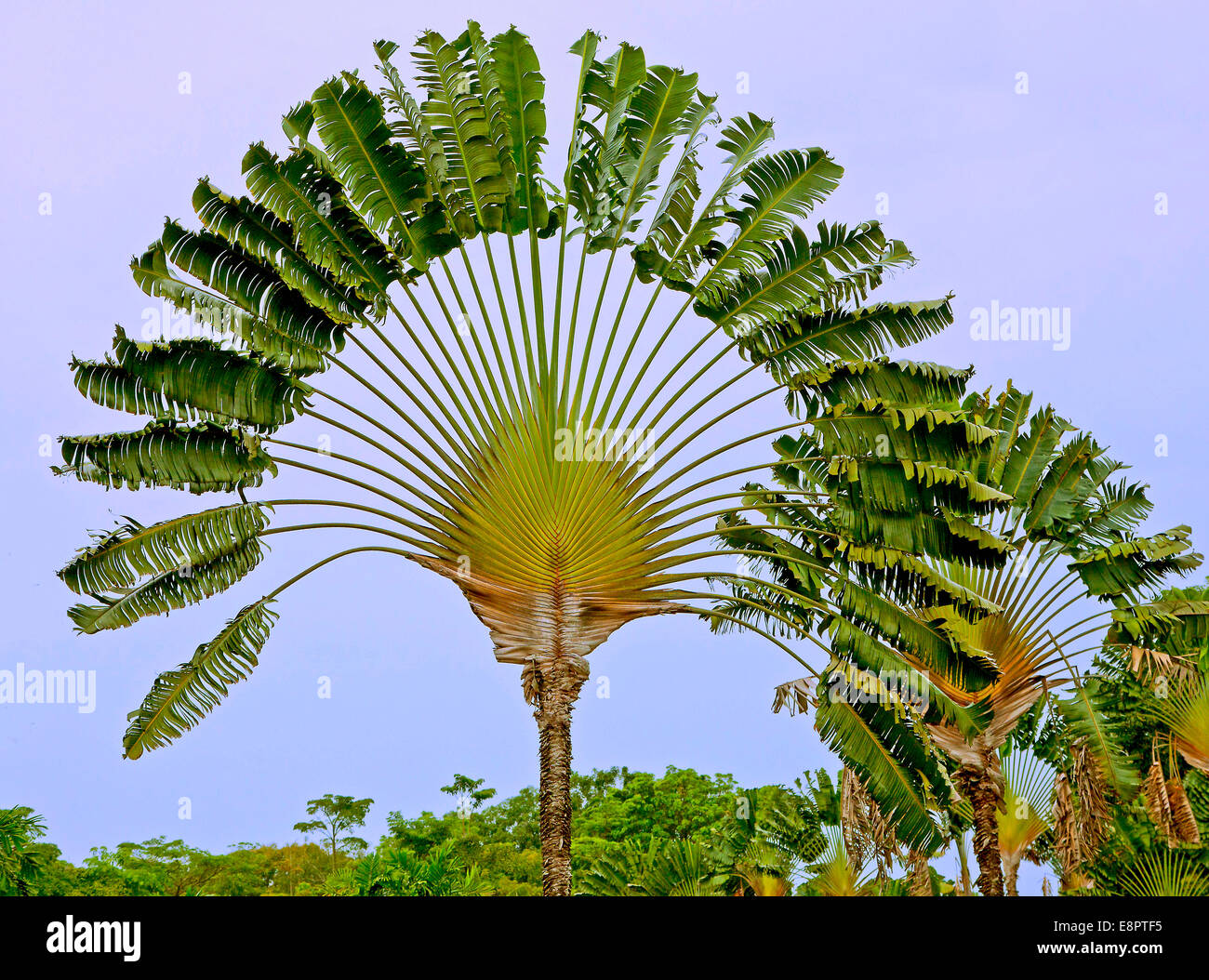 Fan Leaf Tree High Resolution Stock Photography and Images - Alamy