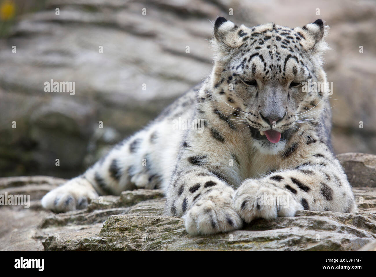 A young Snow Leopard resting on some rocks Stock Photo