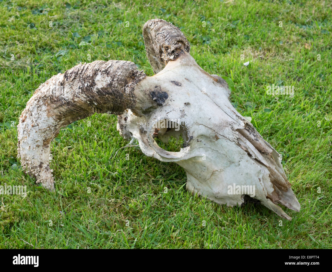 Decayed skull of a domestic sheep (Ovis aries) with strong curved horns lying on grass Stock Photo