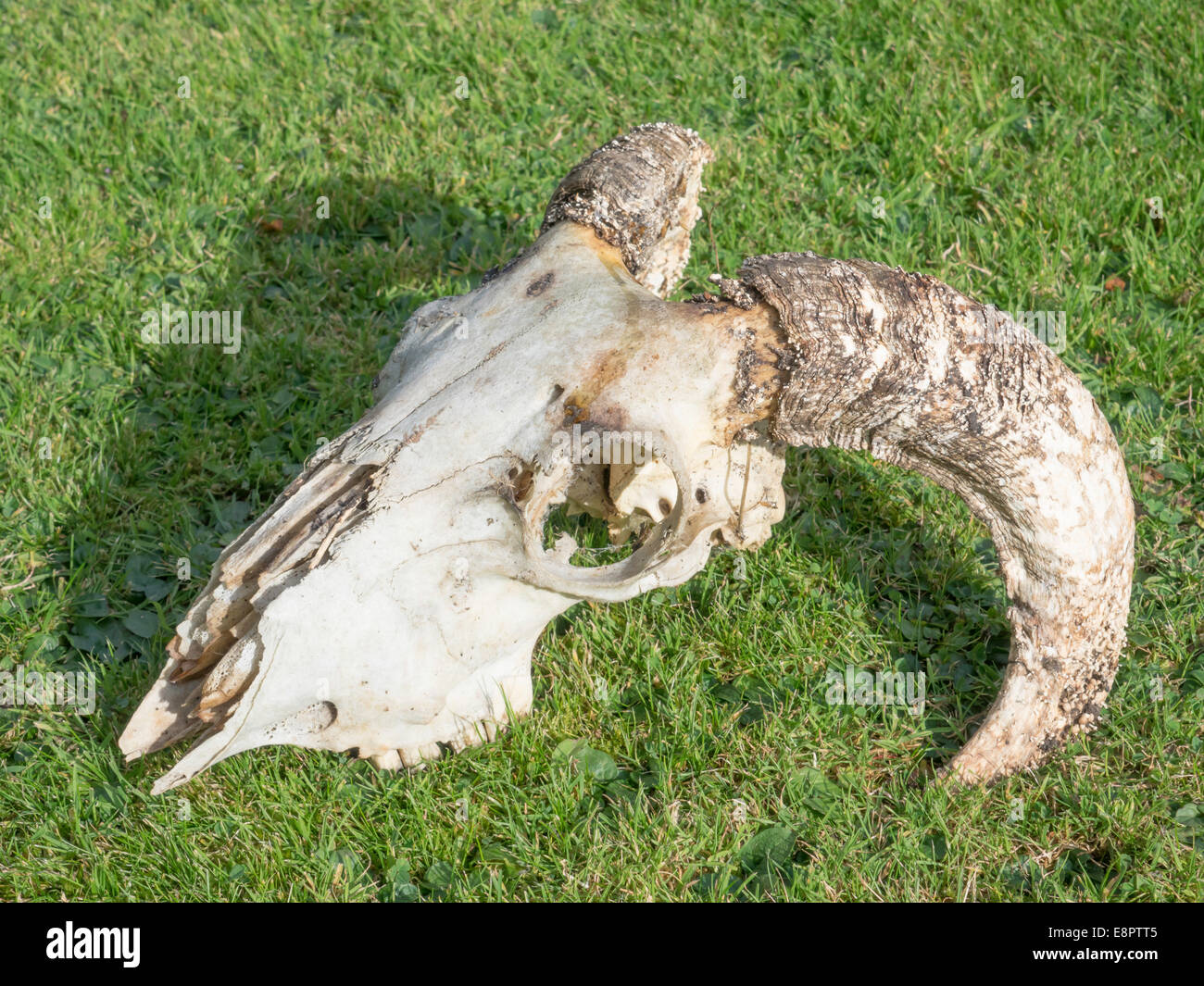 Decayed skull of a domestic sheep (Ovis aries) with strong curved horns lying on grass Stock Photo