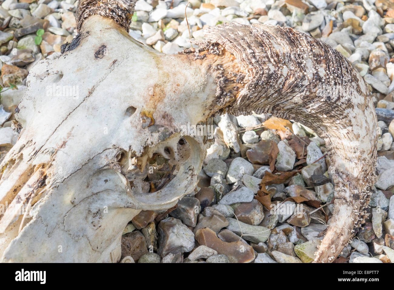 Decayed skull of a domestic sheep (Ovis aries) with strong curved horns lying on gravel Stock Photo