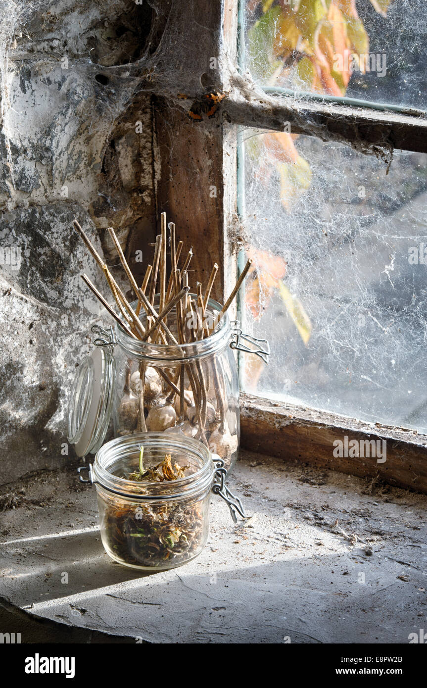 Collecting Dried Poppy seed pods and flower seeds in jars on a shed