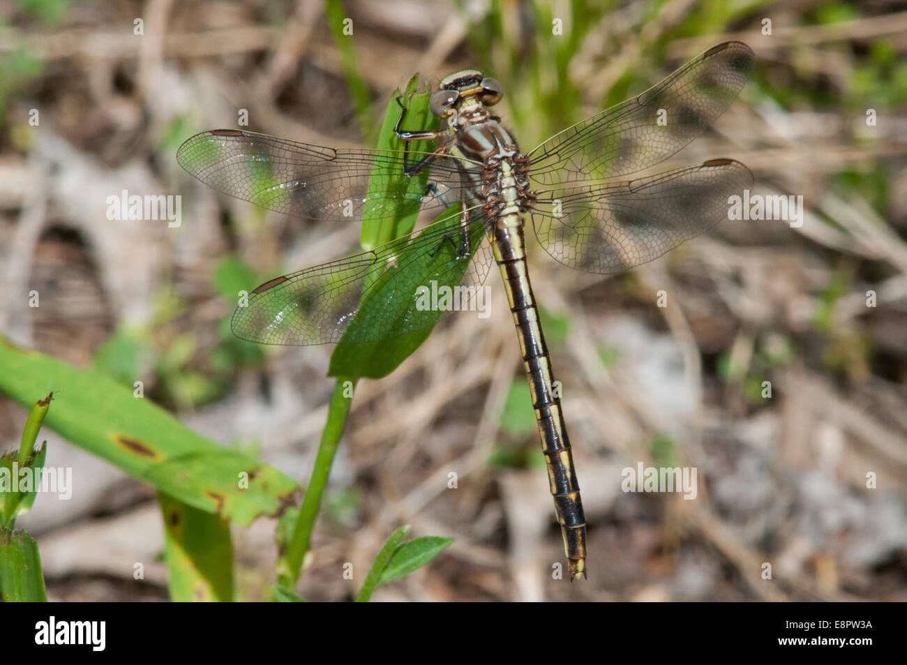 Dusky Clubtail perched on a plant. Stock Photo