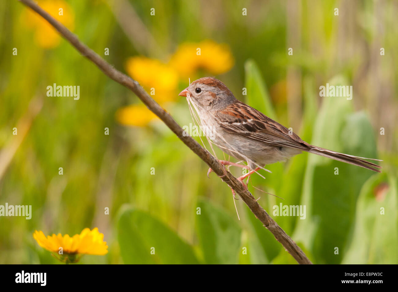 Field Sparrow gathering nesting material. Stock Photo