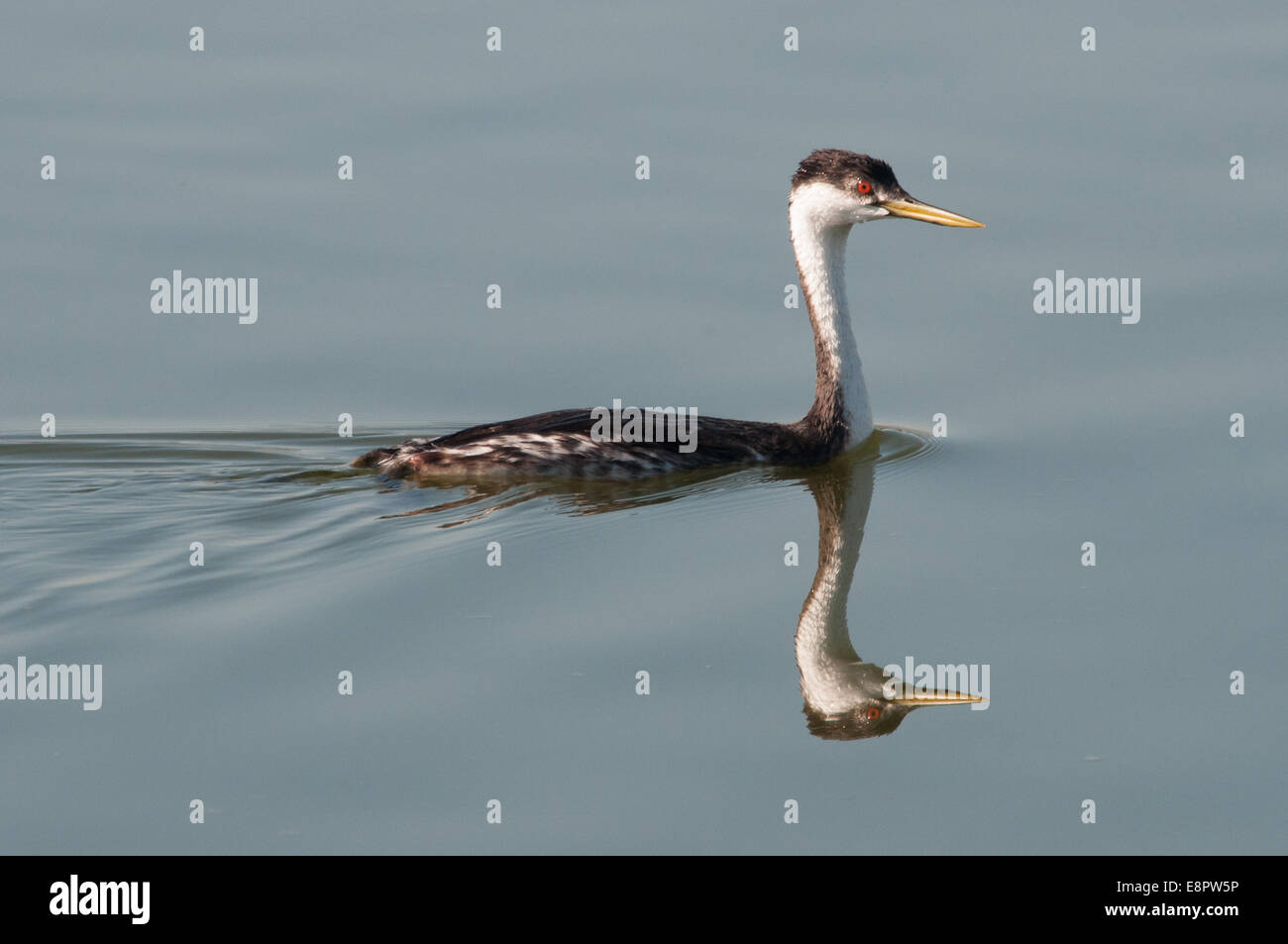 Western Grebe swimming in a pond. Stock Photo