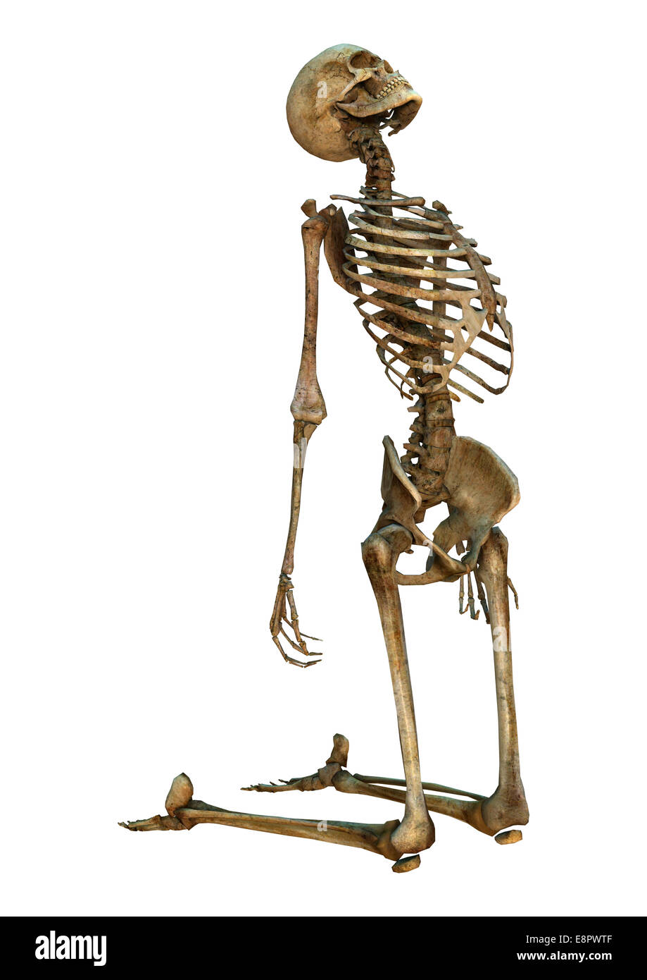 3D digital render of an old human skeleton isolated on white background ...
