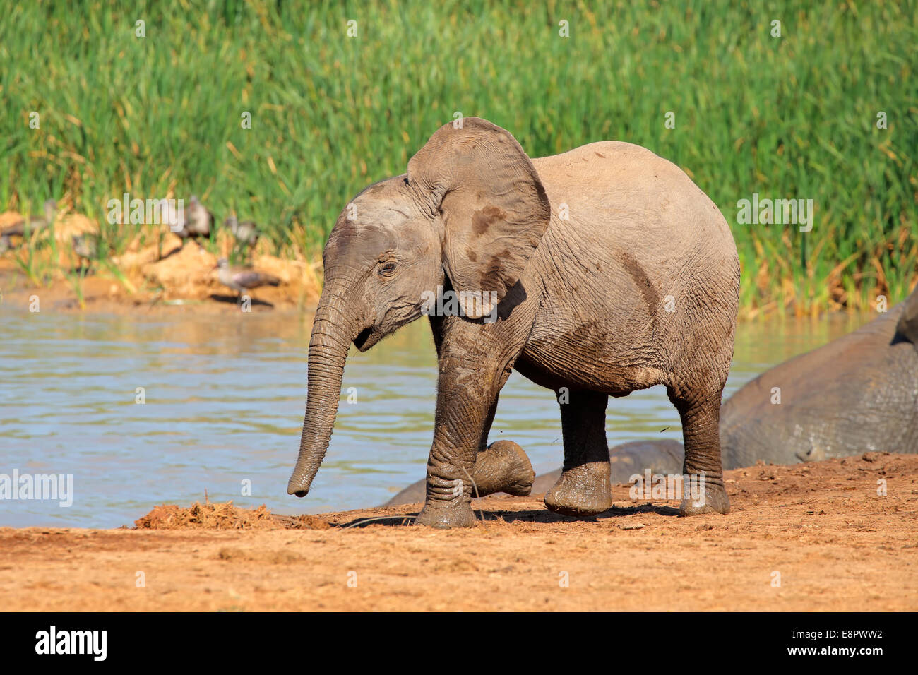 A baby African elephant (Loxodonta africana) at a waterhole, Addo Elephant National Park, South Africa Stock Photo