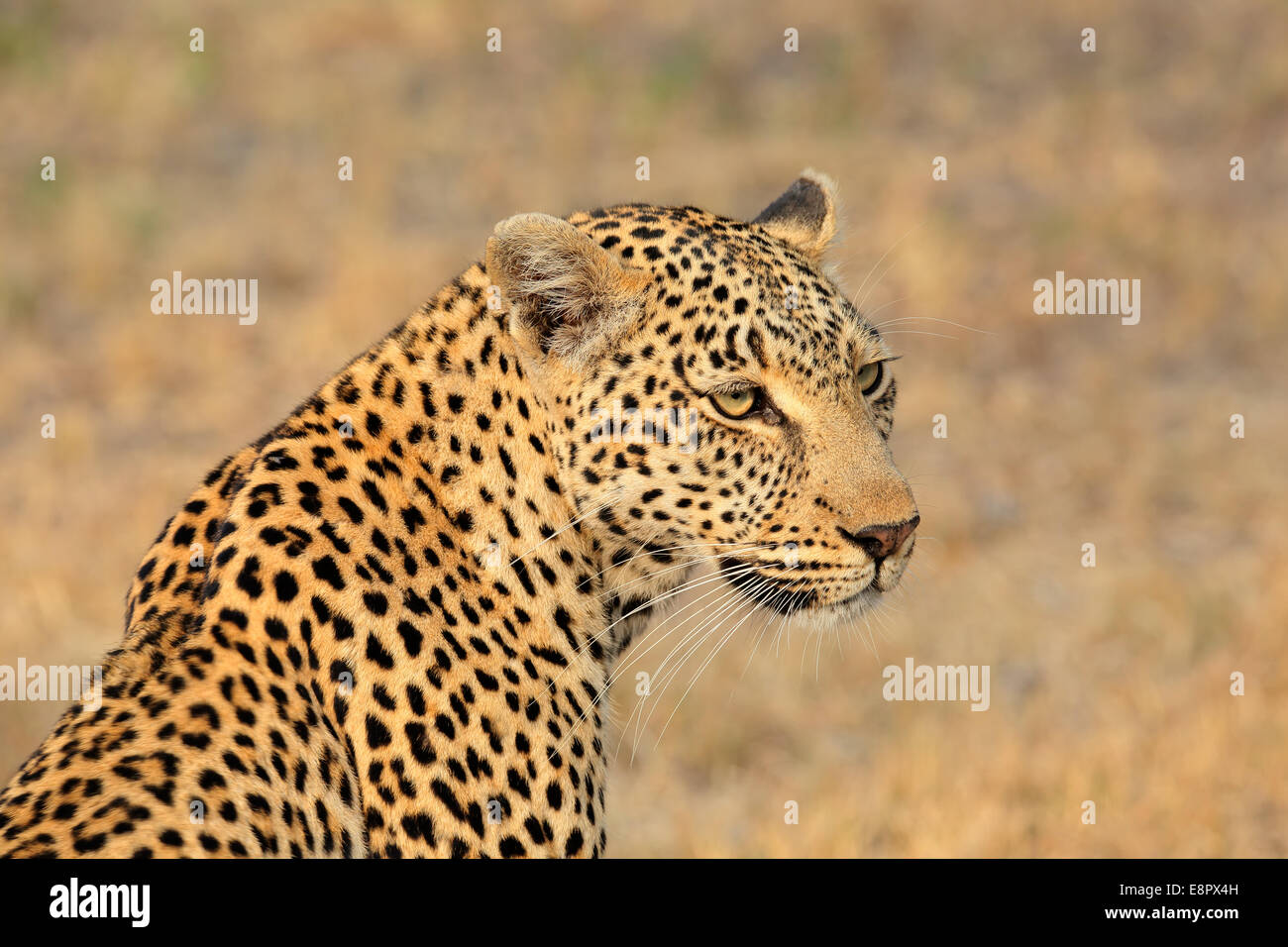 Portrait of a leopard (Panthera pardus), Sabie-Sand nature reserve, South Africa Stock Photo