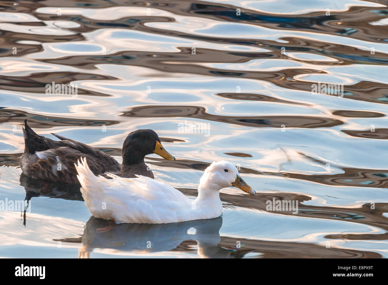 Ducks on the sea in late afternoon Stock Photo
