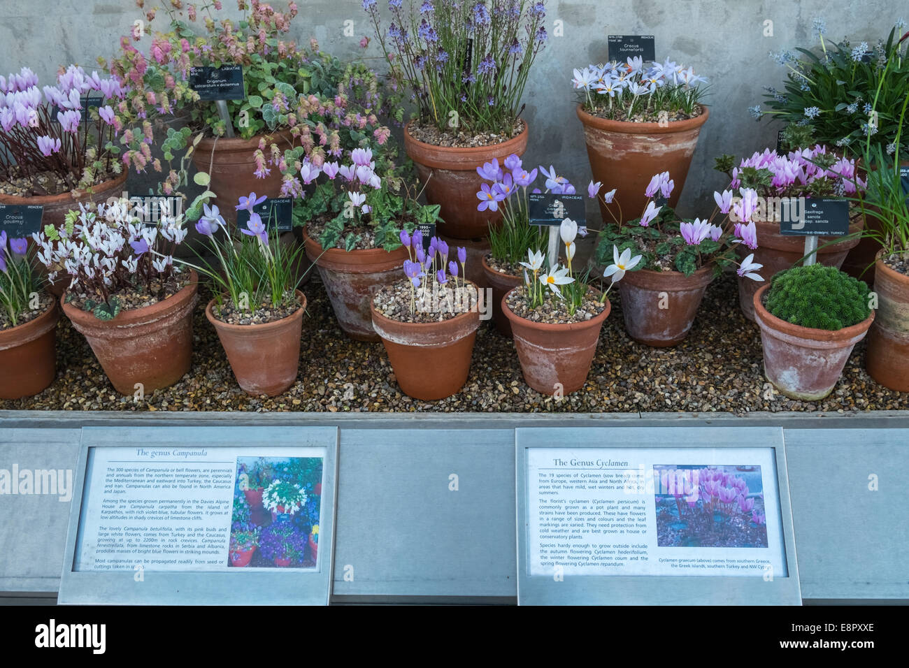 Display of Campanula and Cyclamen plants, Alpine House, Kew Gardens, Richmond, London, England UK Stock Photo