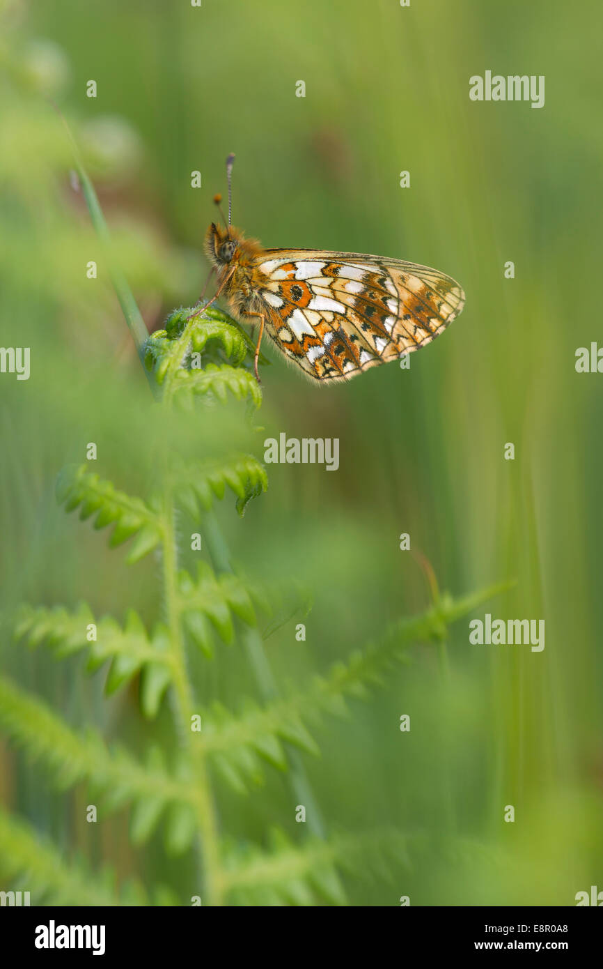 Small Pearl-bordered Fritillary Boloria selene, imago, at roost on bracken, Bentley Wood, Hampshire, UK in May. Stock Photo