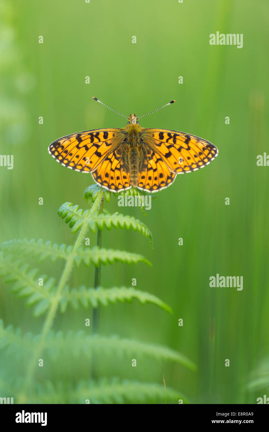 Small Pearl-bordered Fritillary Boloria selene, imago, at roost on bracken, Bentley Wood, Hampshire, UK in May. Stock Photo