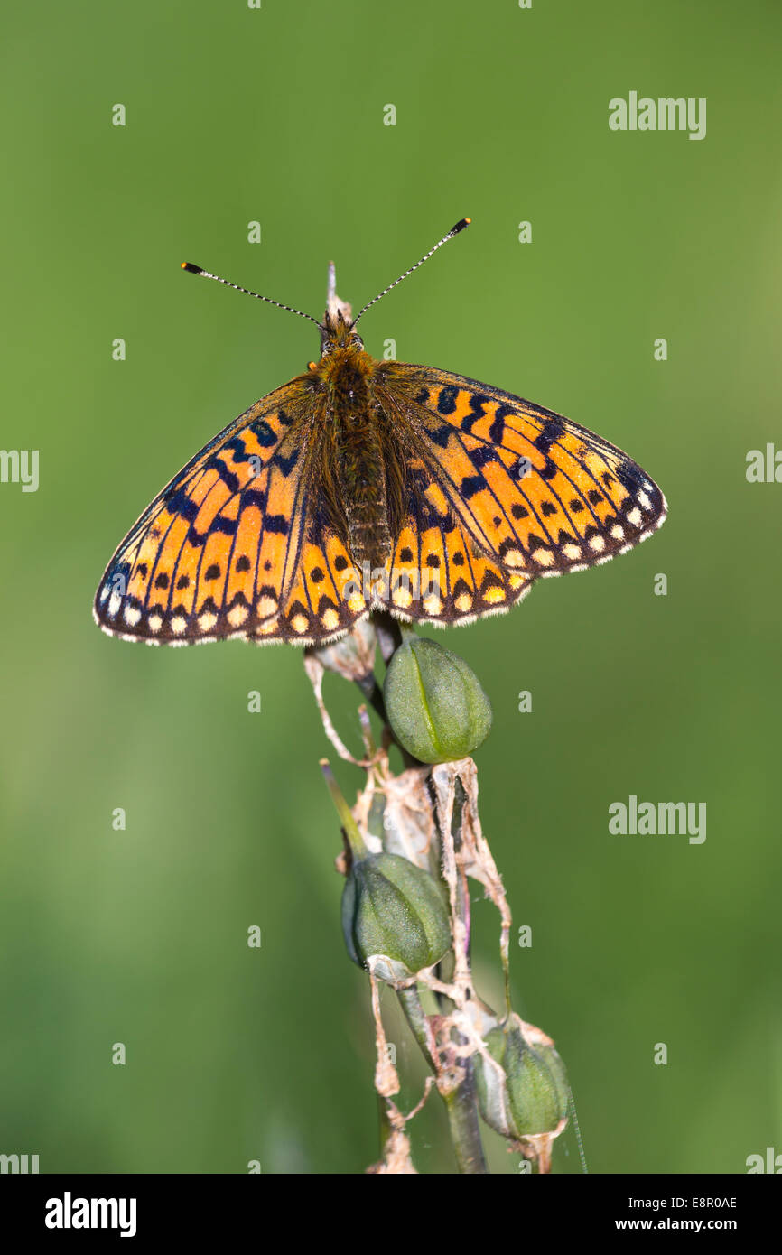 Small Pearl-bordered Fritillary Boloria selene, imago, at roost on bluebells, Bentley Wood, Hampshire, UK in May. Stock Photo