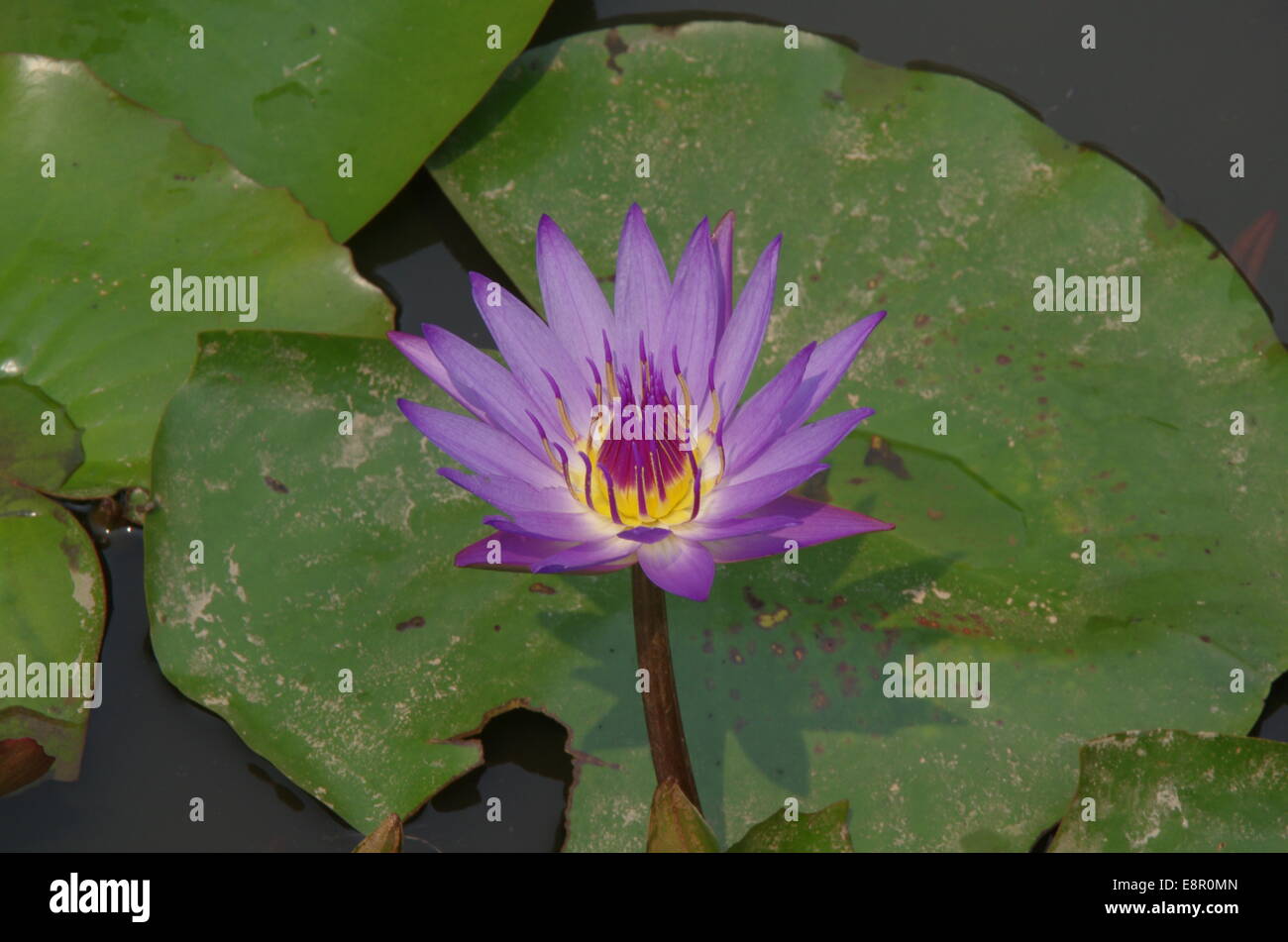 Purple flower on green leafs Stock Photo