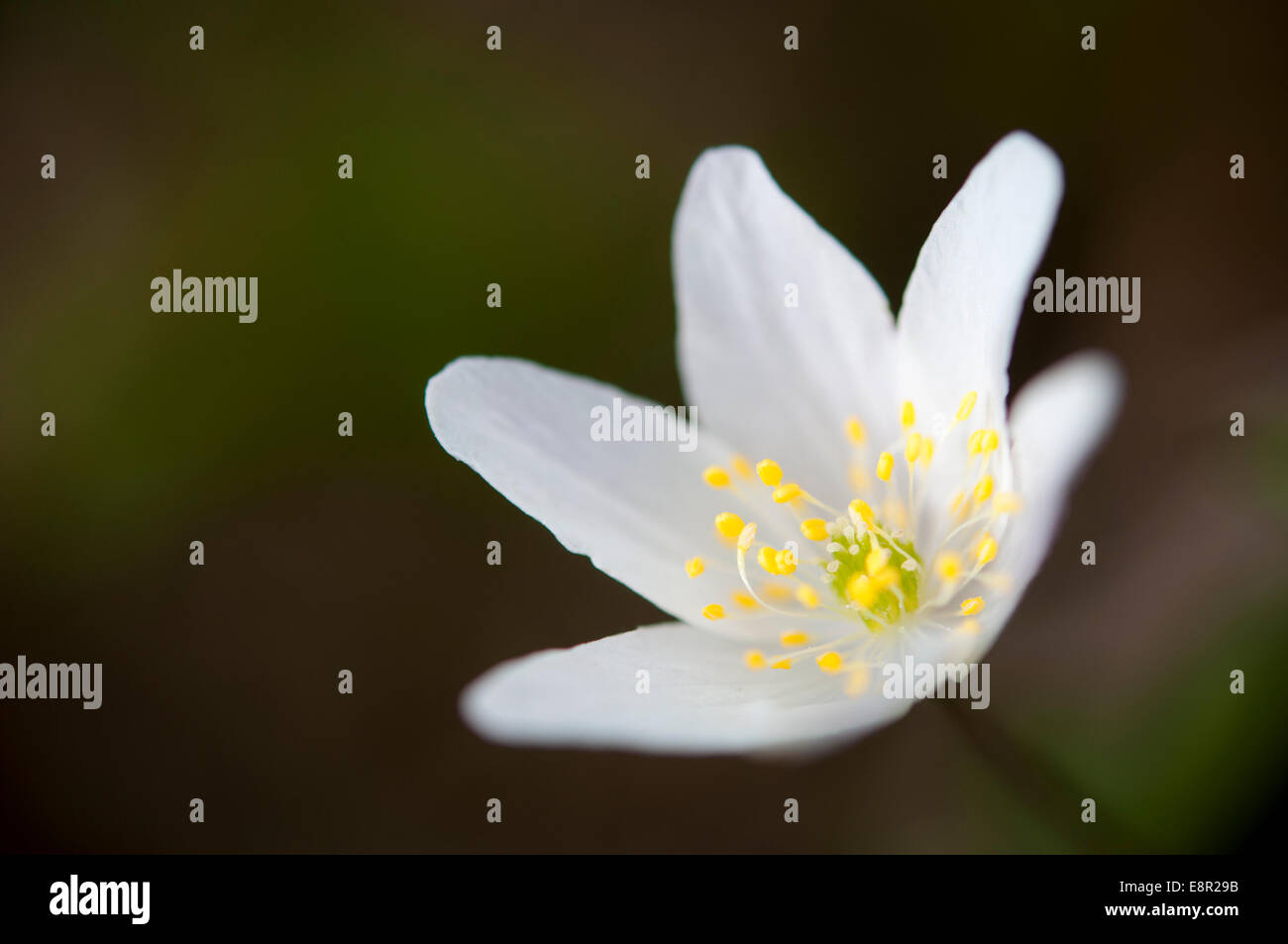 Wood Anemone (Anemone Sylvestris). A simple spring white flower in close up showing yellow stamens. Stock Photo