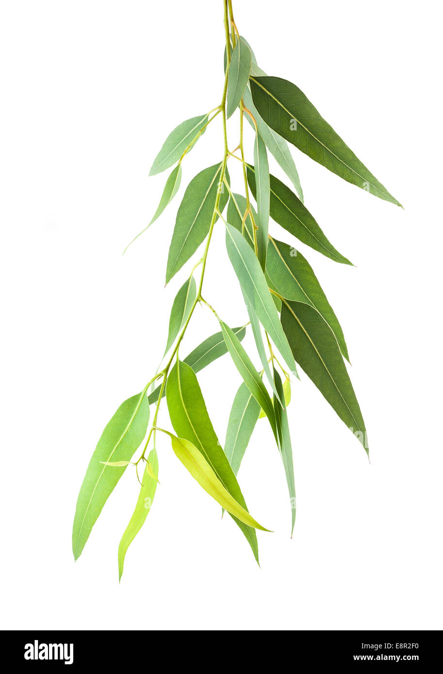 eucalyptus branch isolated on white background Stock Photo