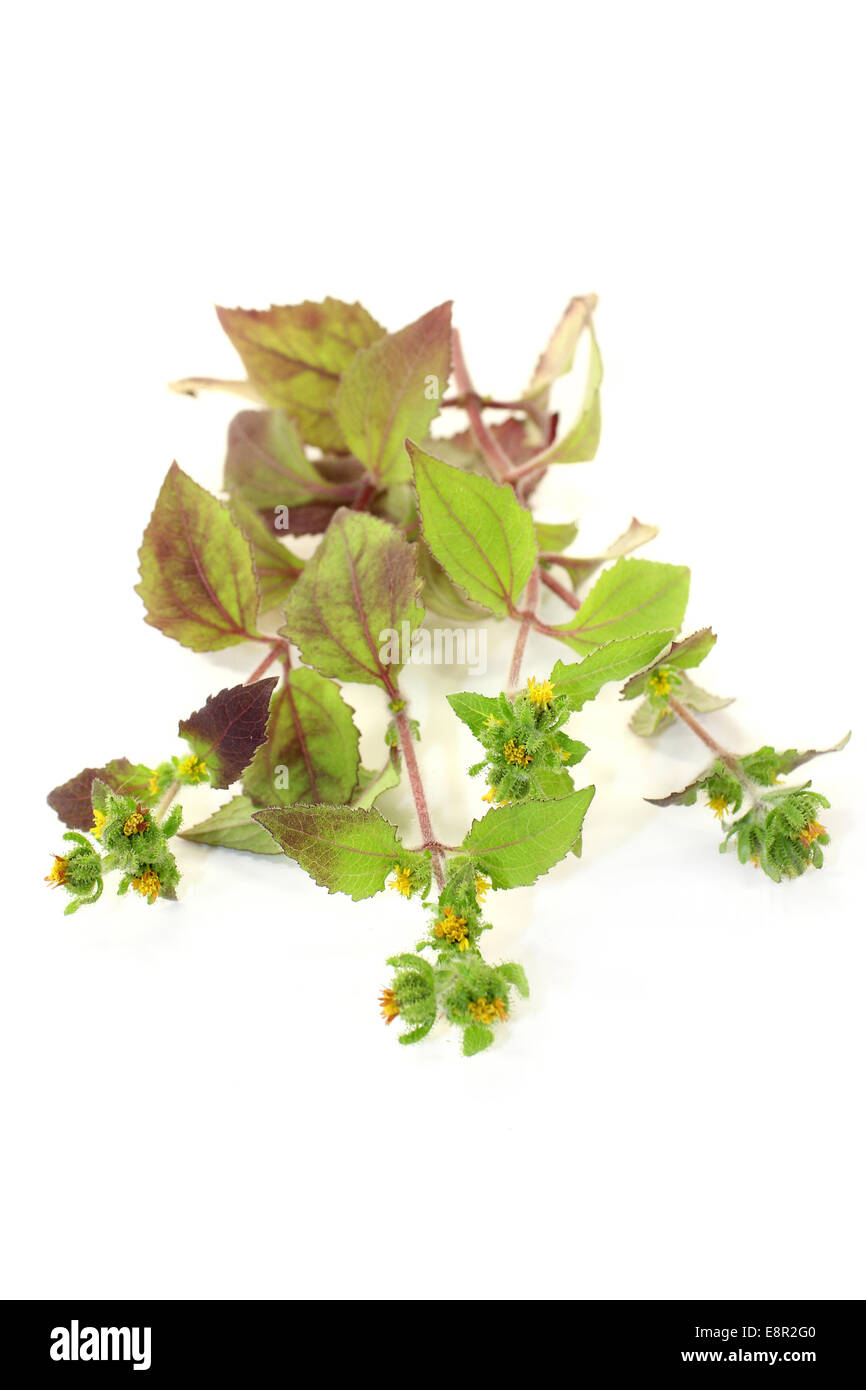 some stem Xi Xian Cao in front of white background Stock Photo Alamy