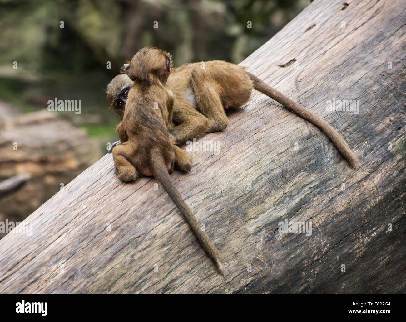 Two funny little cubs of Guinea baboon (Papio papio) are playing on the tree trunk. Animal theme. Stock Photo