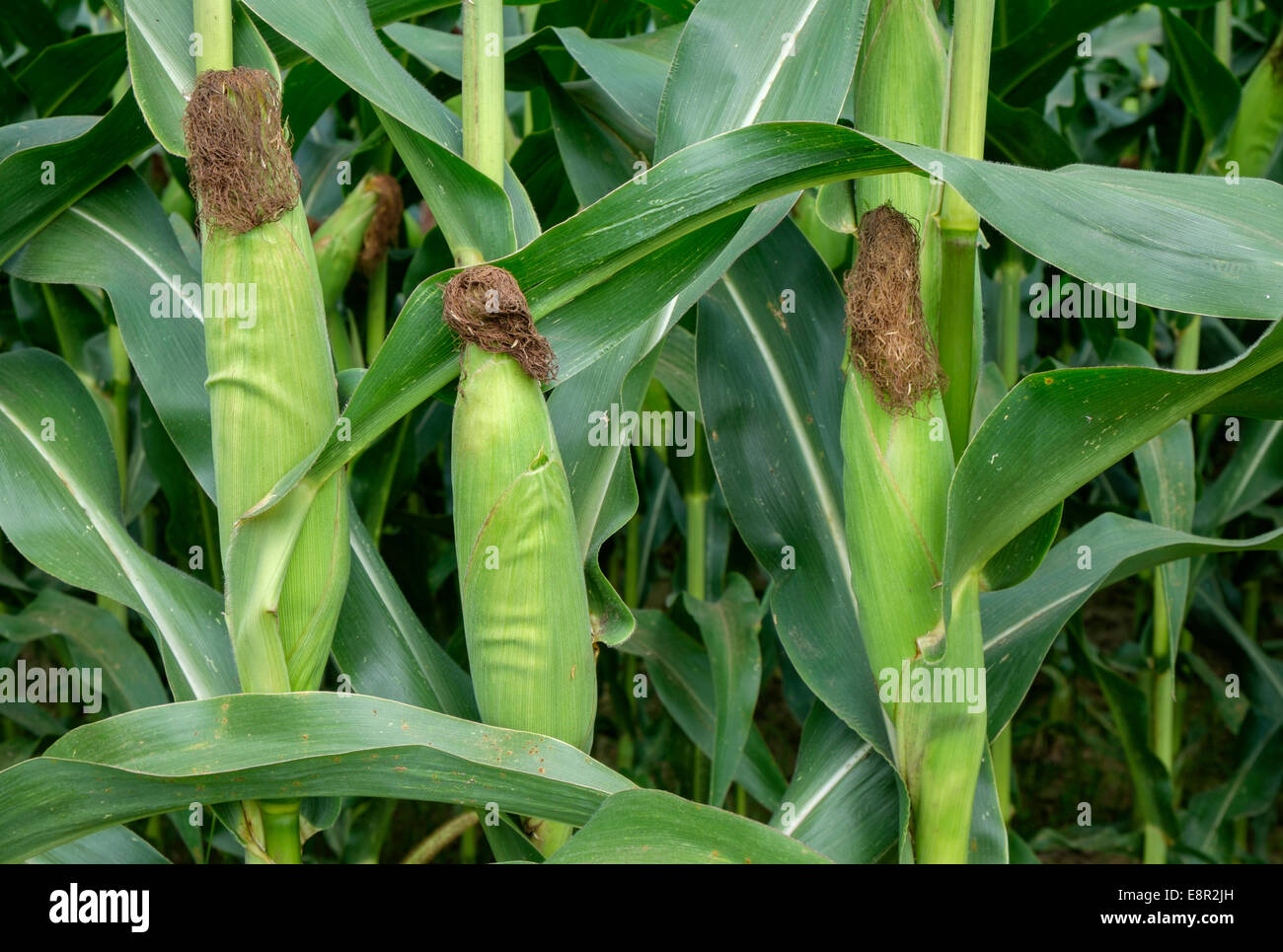 Maize crop growing France Stock Photo