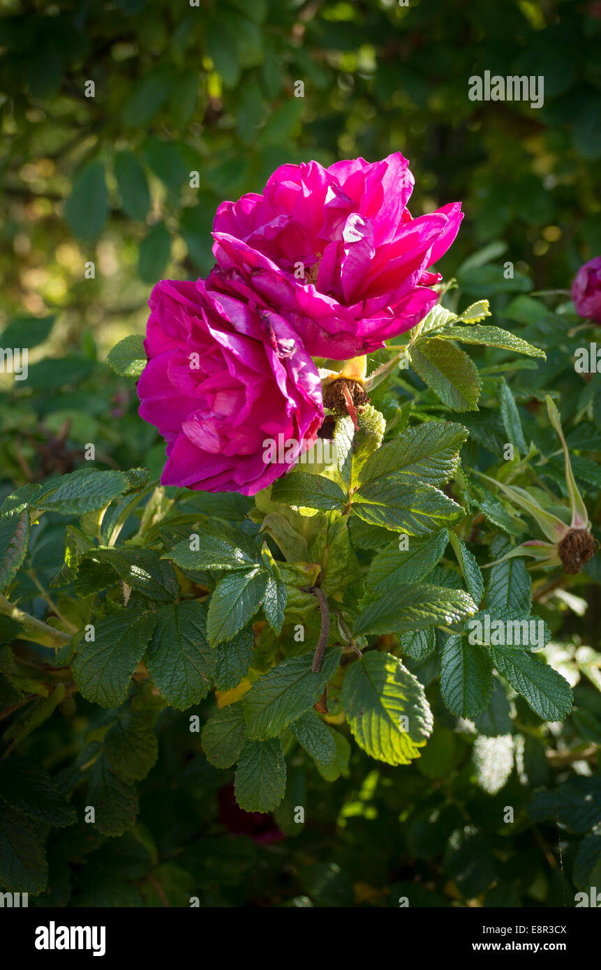 Two pink roses of Roserie de L'Haye flowering in UK Stock Photo