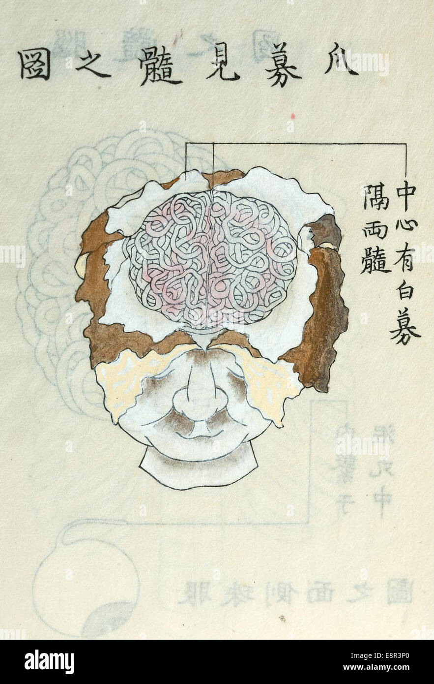 Appears In: Kawaguchi, Shinnin, 1736-1811. Kaishi hen  Image Description: Drawing of a human brain exposed by retracting the mem Stock Photo