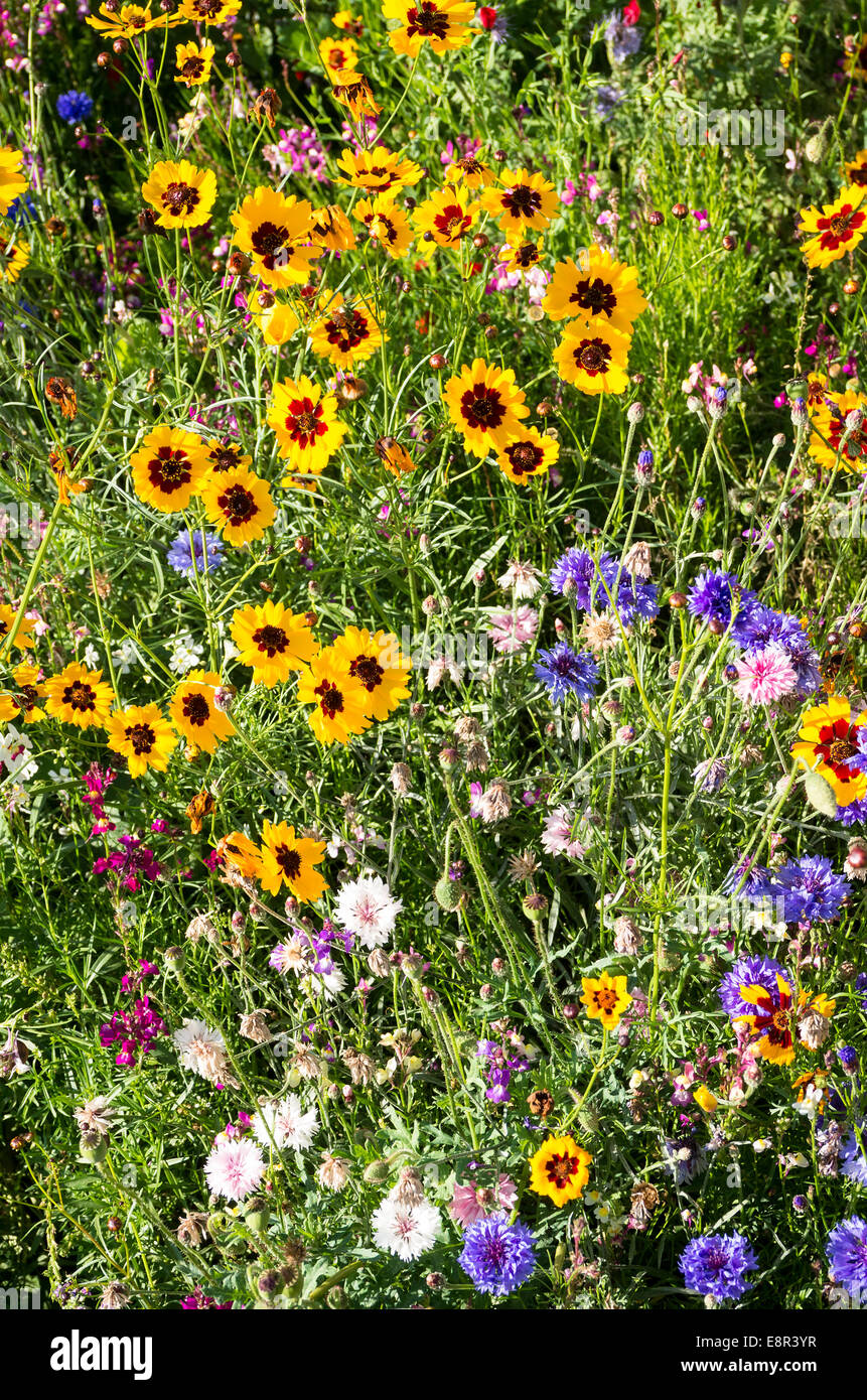 Outdoor series-Wildflowers