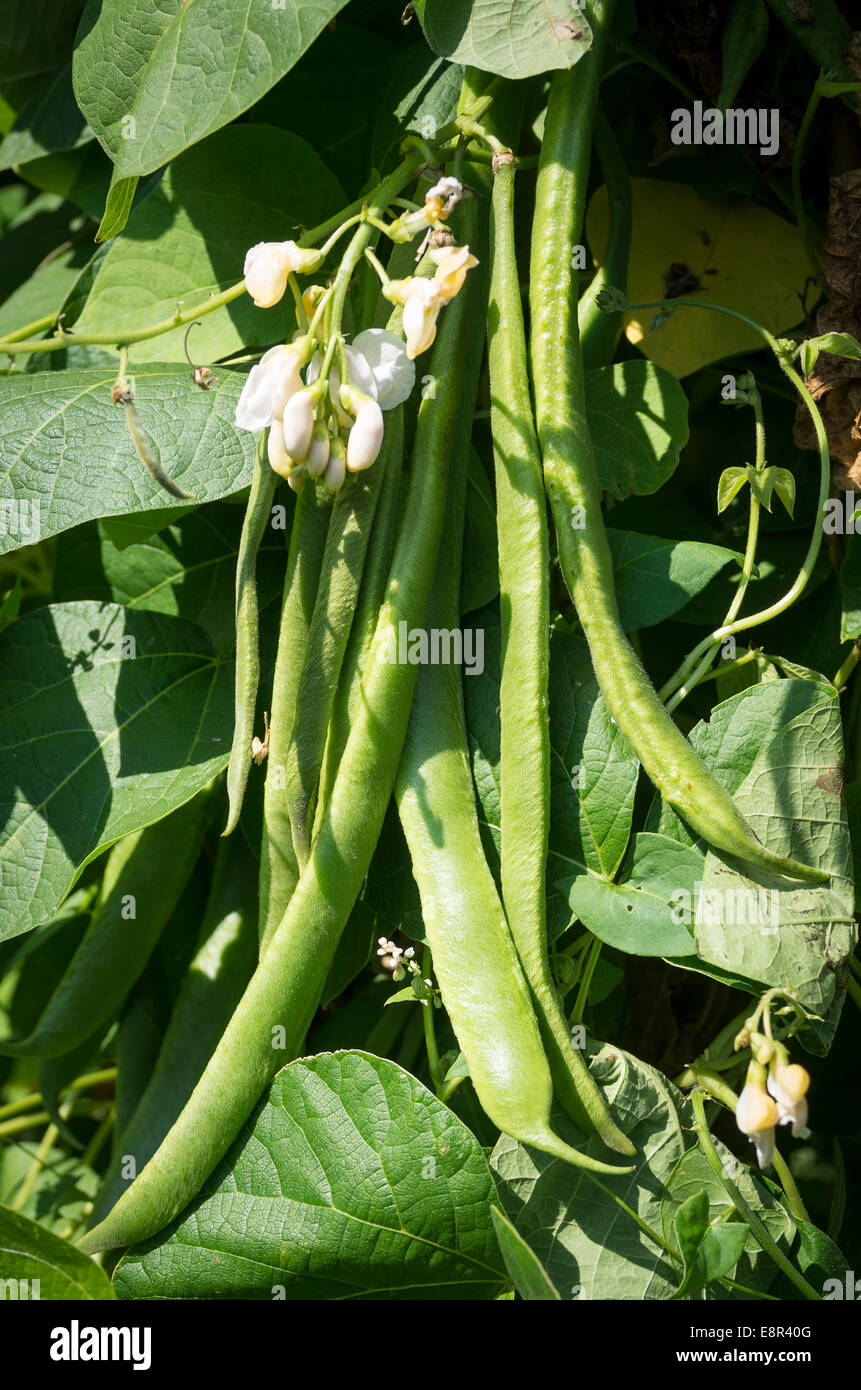 'White Lady' runner beans growing and ready to pick in September Stock Photo