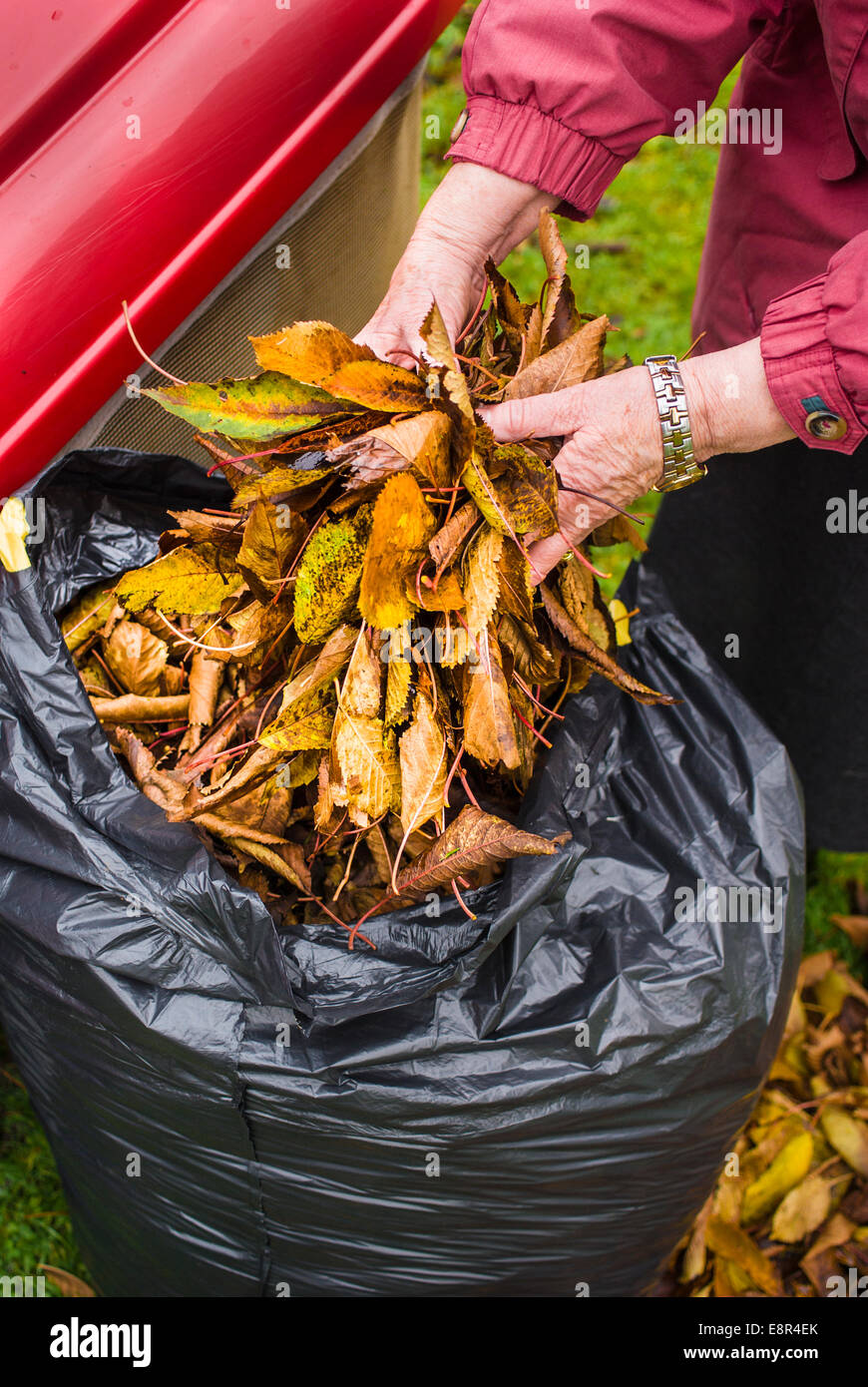 Collecting and bagging fallen tree leaves on a lawn Stock Photo